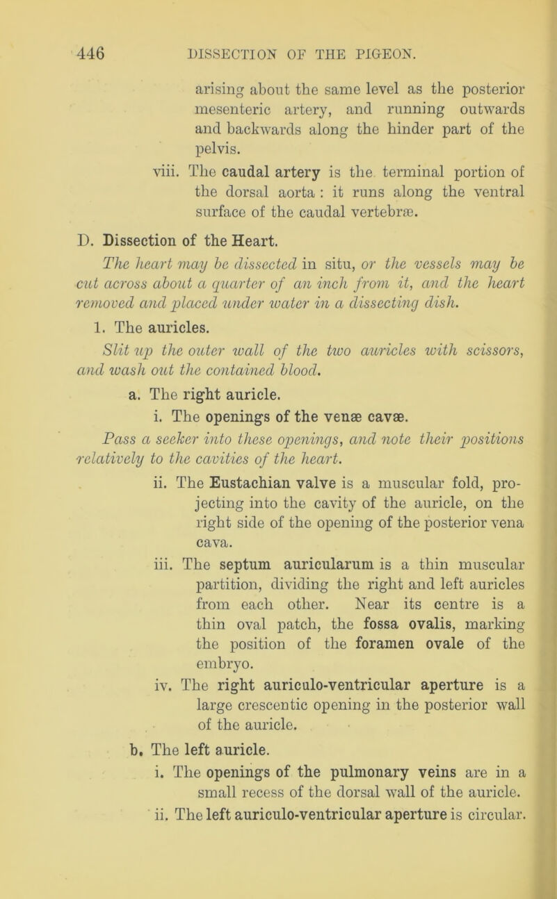 arising about the same level as the posterior mesenteric artery, and running outwards and backwards along the hinder part of the pelvis. viii. The caudal artery is the terminal portion of the dorsal aorta : it runs along the ventral surface of the caudal vertebras. D. Dissection of the Heart. The heart may be dissected in situ, or the vessels may be cut across about a quarter of an inch from it, and the heart removed and placed under water in a dissecting dish. 1. The auricles. Slit up the outer wall of the tioo auricles with scissors, and tvash out the contained blood. a. The right auricle. i. The openings of the venae cavae. Pass a seeker into these openings, and note their positions relatively to the cavities of the heart. ii. The Eustachian valve is a muscular fold, pro- jecting into the cavity of the auricle, on the right side of the opening of the posterior vena cava. iii. The septum auricularum is a thin muscular partition, dividing the right and left auricles from each other. Near its centre is a thin oval patch, the fossa ovalis, marking the position of the foramen ovale of the embryo. iv. The right auriculo-ventricular aperture is a large crescentic opening in the posterior wall of the auricle. b. The left auricle. i. The openings of the pulmonary veins are in a small recess of the dorsal wall of the auricle. ii. The left auriculo-ventricular aperture is circular.
