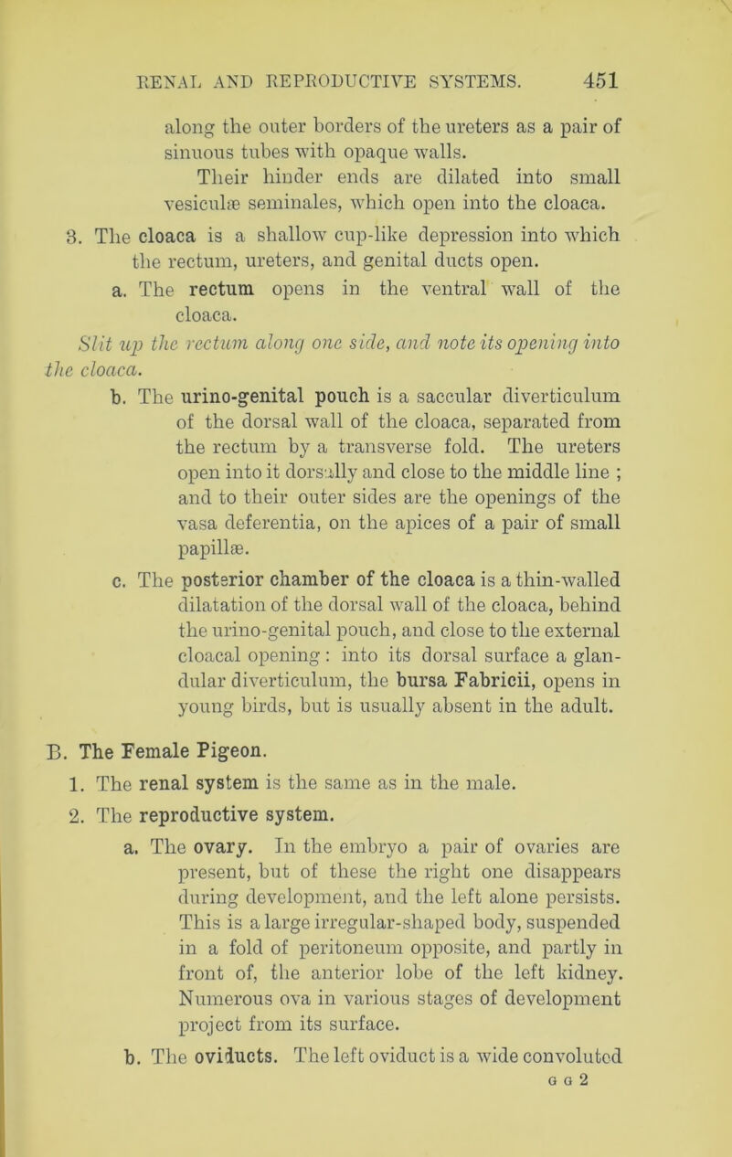 along the outer borders of the ureters as a pair of sinuous tubes with opaque walls. Their hinder ends are dilated into small vesicuhe seminales, which open into the cloaca. 3. The cloaca is a shallow cup-like depression into which the rectum, ureters, and genital ducts open. a. The rectum opens in the ventral wall of the cloaca. Slit up tlic rectum along one side, and note its opening into the cloaca. b. The urino-genital pouch is a saccular diverticulum of the dorsal wall of the cloaca, separated from the rectum by a transverse fold. The ureters open into it dorsally and close to the middle line ; and to their outer sides are the openings of the vasa deferentia, on the apices of a pair of small papillae. c. The posterior chamber of the cloaca is a thin-walled dilatation of the dorsal wall of the cloaca, behind the urino-genital pouch, and close to the external cloacal opening : into its dorsal surface a glan- dular diverticulum, the bursa Fabricii, opens in young birds, but is usually absent in the adult. B. The Female Pigeon. 1. The renal system is the same as in the male. 2. The reproductive system. a. The ovary. In the embryo a pair of ovaries are present, but of these the right one disappears during development, and the left alone persists. This is a large irregular-shaped body, suspended in a fold of peritoneum opposite, and partly in front of, the anterior lobe of the left kidney. Numerous ova in various stages of development project from its surface. b. The oviducts. The left oviduct is a wide convoluted g a 2