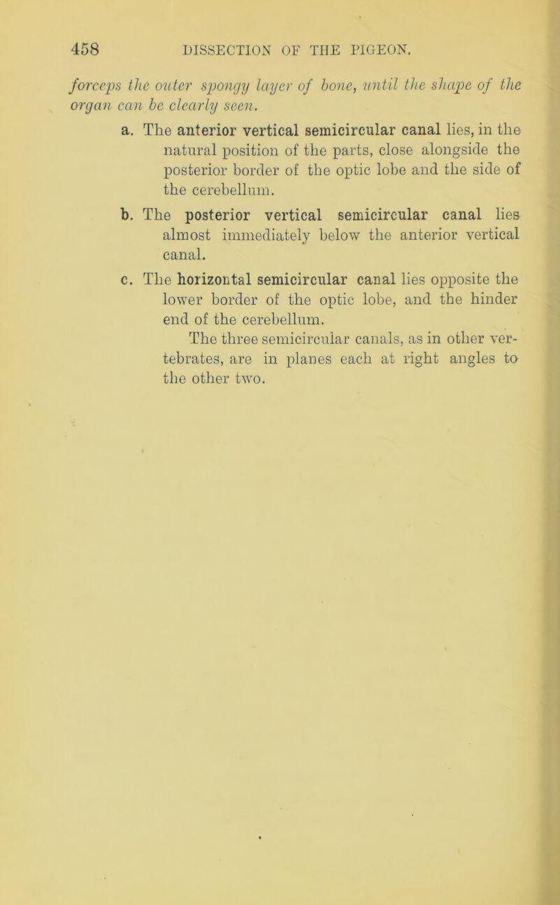 forceps the outer spongy layer of hone, until the shape of the organ can he clearly seen. a. The anterior vertical semicircular canal lies, in the natural position of the parts, close alongside the posterior border of the optic lobe and the side of the cerebellum. b. The posterior vertical semicircular canal lies almost immediately below the anterior vertical canal. c. The horizontal semicircular canal lies opposite the lower border of the optic lobe, and the hinder end of the cerebellum. The three semicircular canals, as in other ver- tebrates, are in planes each at right angles to the other two.