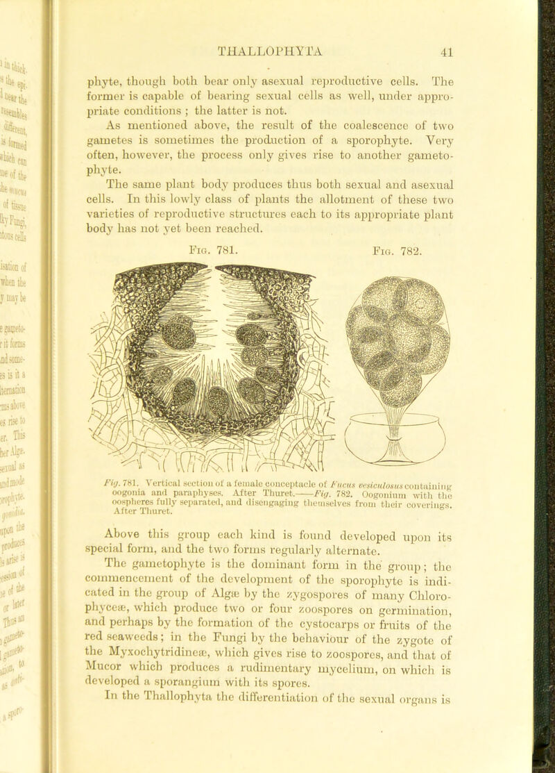 phyte, though both bear only asexual reproductive cells. The former is capable of bearing sexual cells as well, under appro- priate conditions ; the latter is not. As mentioned above, the result of the coalescence of two gametes is sometimes the production of a sporophyte. Very often, however, the process only gives rise to another garneto- phyte. The same plant body produces thus both sexual and asexual cells. In this lowly class of plants the allotment of these two varieties of reproductive structures each to its appropriate plant body has not yet been reached. Fig. 781. Fig. 782. tij- 781. \ ortic.il section of <i female coucepta.de of /' tic us yeaffcMloswA'containing oogonia and paraphyses. After Thnret.-—Fig. 782. Oogonium with the oospheres fully separated, and disengaging themselves from their coverings After Thuret. Above this group each kind is found developed upon its special form, and the two forms regularly alternate. The gametophyte is the dominant form in the group; the commencement of the development of the sporophyte is indi- cated in the group of Algai by the zygospores of many Cliloro- phycete, which produce two or four zoospores on germination, and perhaps by the formation of the cystocarps or fruits of the red seaweeds; in the Fungi by the behaviour of the zygote of the Myxochytridineae, which gives rise to zoospores, and that of Mucor which produces a rudimentary mycelium, on which is developed a sporangium with its spores. In the Thallophyta the differentiation of the sexual organs is