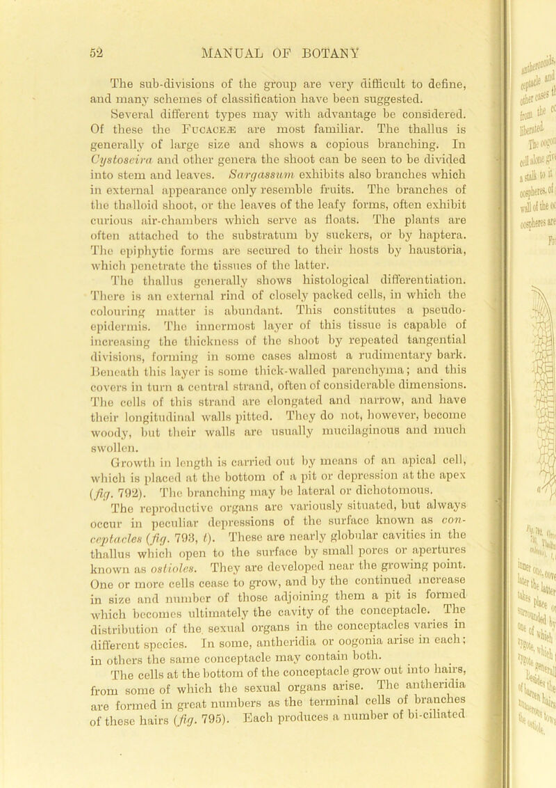 The sub-divisions of the group are very difficult to define, and many schemes of classification have been suggested. Several different types may with advantage be considered. Of these the Fucace® are most familiar. The thallus is generally of large size and shows a copious branching. In Cystoseira and other genera the shoot can be seen to be divided into stem and leaves. Sargassum exhibits also branches which in external appearance only resemble fruits. The branches of the thalloid shoot, or the leaves of the leafy forms, often exhibit curious air-chambers which serve as floats. The plants are often attached to the substratum by suckers, or by haptera. The epiphytic forms are secured to their hosts by haustoria, which penetrate the tissues of the latter. The thallus generally shows histological differentiation. There is an external rind of closely packed cells, in which the colouring matter is abundant. This constitutes a pseudo- epidermis. The innermost layer of this tissue is capable of increasing the thickness of the shoot by repeated tangential divisions, forming in some cases almost a rudimentary bark. Beneath this layer is some thick-walled parenchyma; and this covers in turn a central strand, often of considerable dimensions. The cells of this strand are elongated and narrow, and have their longitudinal walls pitted. They do not, however, become woody, but their walls are usually mucilaginous and much swollen. Growth in length is carried out by means of an apical cell, which is placed at the bottom of a pit or depression at the apex (fig. 792). The branching may be lateral or dichotomous. The reproductive organs arc variously situated, but always occur in peculiar depressions of the surface known as con- ceptaclex (fig. 793, t). These are nearly globular cavities in the thallus which open to the surface by small pores or apertuies known as ostioles. They are developed near the growing point. One or more cells cease to grow, and by the continued met ease in size and number of those adjoining them a pit is formed which becomes ultimately the cavity of the conceptacle. The distribution of the sexual organs in the conccptacles varies in different species. In some, antheridia or oogonia aiise in each, in others the same conceptacle may contain both. The cells at the bottom of the conceptacle grow out into hairs, from some of which the sexual organs arise. The antheridia are formed in great numbers as the terminal cells of branches of these hairs (fig. 795). Each produces a number of bi-ciliated