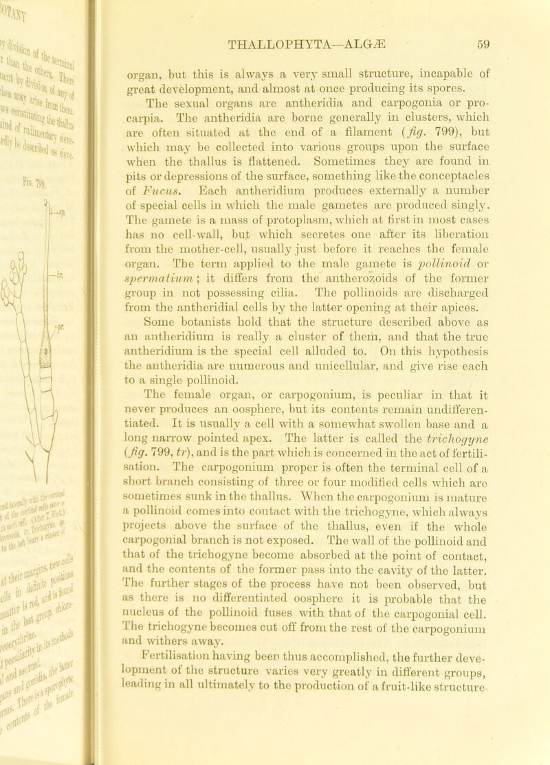 organ, but this is always a very small structure, incapable of great development, and almost at once producing its spores. The sexual organs are antheridia and carpogonia or pro- earpia. The antheridia are borne generally in clusters, which are often situated at the end of a filament {fig. 799), but which may be collected into various groups upon the surface when the thallus is flattened. Sometimes they are found in pits or depressions of the surface, something like the conceptacles of Fucus. Each antheridium produces externally a number of special cells in which the male gametes are produced singly. The gamete is a mass of protoplasm, which at first in most cases has no cell-wall, but which secretes one after its liberation from the mother-cell, usually just before it reaches the female organ. The term applied to the male gamete is pollinoid or spermativm; it differs from the antherozoids of the former group in not possessing cilia. The pollinoids are discharged from the antheridial cells by the latter opening at their apices. Some botanists hold that the structure described above as an antheridium is really a cluster of them, and that the true antheridium is the special cell alluded to. On this hypothesis the antheridia are numerous and unicellular, and give rise each to a single pollinoid. The female organ, or carpogonium, is peculiar in that it never produces an oosphere, but its contents remain undifferen- tiated. It is usually a cell with a somewhat swollen base and a long narrow pointed apex. The latter is called the trichogyne (fig. 799, tr), and is the part which is concerned in the act of fertili- sation. The carpogonium proper is often the terminal cell of a short branch consisting of three or four modified cells which are sometimes sunk in the thallus. When the carpogonium is mature a pollinoid comes into contact with the trichogyne, which always projects above the surface of the thallus, even if the whole carpogonial branch is not exposed. The wall of the pollinoid and that of the trichogyne become absorbed at the point of contact, and the contents of the former pass into the cavity of the latter. The further stages of the process have not been observed, but as there is no differentiated oosphere it is probable that the nucleus of the pollinoid fuses with that of the carpogonial cell. The trichogyne becomes cut off from the rest of the carpogonium and withers away. Fertilisation having been thus accomplished, the further deve- lopment of the structure varies very greatly in different groups, leading in all ultimately to the production of a fruit-like structure