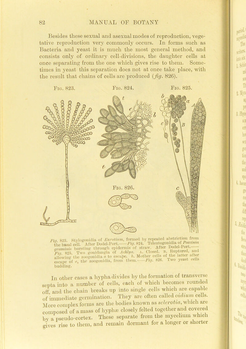 Besides these sexual and asexual modes of reproduction, vege- tative reproduction very commonly occurs. In forms such as Bacteria and yeast it is much the most general method, and consists only of ordinary cell-divisions, the daughter cells at once separating from the one which gives rise to them. Some- times in yeast this separation does not at once take place, with the result that chains of cells are produced {fig. 826). Fig. 823. Fig. 824. Fig. 825. ri„ Ktvlngouidia of Kurntium, formed by repeated nbstriction from the basal cell. After Dodel-l'ort. Fig. 821. Telcutogonidm of Puccwm grnminu bursting through epidermis of straw. After Dodel-1 ort.—— Fig. H2f>. Two gonidangia of Achlyn. A. Closed, n. Ruptured, ami allowing the /oogonidia n to escape, h. Mother cells of the latter after escape of e, the zoogonidia, from them. Fig. 820. Two yeast cells budding. In other cases a hypha divides by the formation of transverse septa into a number of cells, each of which becomes rounded off and the chain breaks up into single cells which are capable of immediate germination. They are often called oiihuvi cells. More complex forms are the bodies known as sclerotia, which are composed of amass of hyphie closely felted together and covered by a pseudo-cortex. These separate from the mycelium which gives rise to them, and remain dormant for a longer or shorter