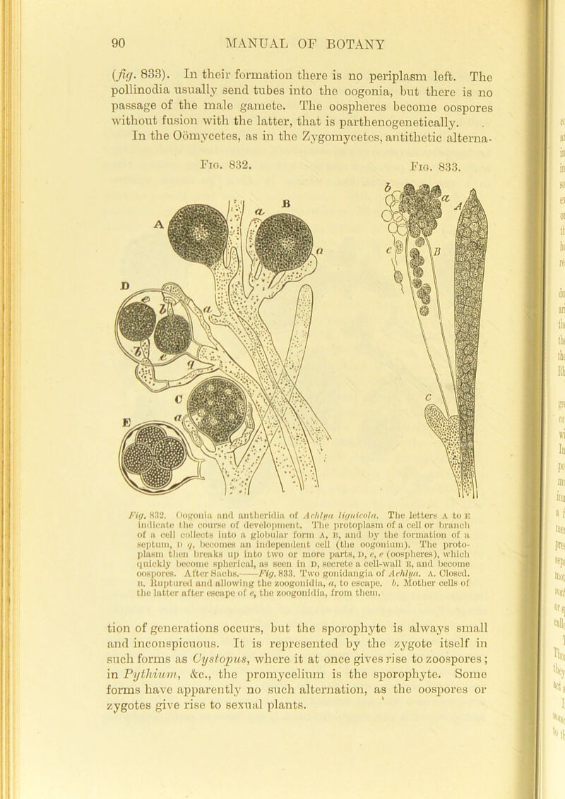 (fid- 833). In their formation there is no periplasm left. The pollinodia usually send tubes into the oogonia, but there is no passage of the male gamete. The oospheres become oospores without fusion with the latter, that is partlienogenetically. In the Oomycetes, as in the Zygomycetes, antithetic alterna- Fig. 832. Fig. 833. Fig. 832. Oogonia mid antheridia of Achilla ligiiicola. The letters a to k indicate the course of development. The protoplasm of a cell or branch of a cell collects into a globular form A, B, and by the formation of a septum, i) 7, becomes an independent cell (the oogonium). The proto- plasm then breaks up into two or more parts, n, <?, e (oospheres), which quickly become spherical, ns seen in n, secrete a cell-wall k, and become oospores. After Sachs. Fig. 833. Two gonidangia of Aehlya. a. Closed. n. Ruptured and allowing the zoogonidia, a, to escape, h. Mother cells of the latter after escape of e, the zoogonidia, from them. tion of generations occurs, but the sporophyte is always small and inconspicuous. It is represented by the zygote itself in such forms as Cystopus, where it at once gives rise to zoospores; in Pythmm, &c., the promycelium is the sporophyte. Some forms have apparently no such alternation, as the oospores or zygotes give rise to sexual plants.