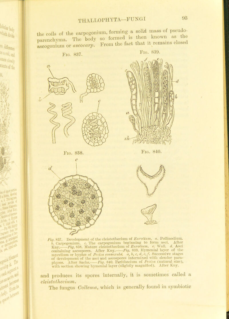 the coils of the earpogonium, forming a solid mass ot pseudo- parenchyma. The body so formed is then known as the ascogonium or ascocarp. From the fact that it remains closed Fig. 839. a Fig. 837. Fig. 840. c Fig. 837. Development of the cleistothecium of Eurotium. a. Pollinodium. b. Carpogonium. c. The earpogonium beginning to form asei. After Kny. Fig. 838. Mature cleistothecium of Eurotium. e. Wall. d. Asei containing ascospores. After Kny. Fig. 839. Hymenial layer of tlie mycelium or hyphae of Pezua convexula. «, b, c, <1, r.f. Successive stages of development of the asei and ascospores intermixed with slender para- physes. After Sachs. Fig. 840. Peritliecium of Petit a (natural size), with section showing hymenial layer (slightly magnified). After Kny. and produces its spores internally, it is sometimes called a c leiatot heciu m. The fungus Collema, which is generally found in symbiotic