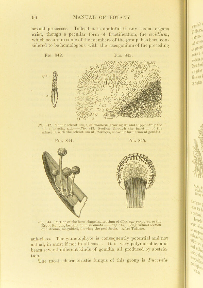 sexual processes. Indeed it is doubtful if any sexual organs exist, though a peculiar form of fructification, the cvcidium, which occurs in some of the members of the group, has been con- sidered to be homologous with the ascogonium of the preceding Fig. 842. Fig. 843. Fly. HI'.1. Young sclerotium, c, of (Haviceps growing up nml supplanting the old sphacolia, sph. Fig. 843. Section through the junotion of the sphacelia with the sclerotium of Cltivlaejn, showing formation of gonidia. Fig. 844. Fig. 845. Fii/. 844. Portion of the horn-shaped sclerotium of Clnviceps purpurea, or the Ergot Fungus, bearing four stromata.- Fig. 845. Longitudinal section of a stroma, magnified, showing the perithecia. After Tulasne. sub-class. The gametophyte is consequently potential and not actual, in most if not in all cases. It is very polymorphic, and bears several different kinds of gonidia, all produced by abstric.- tion. The most characteristic fungus of this group is Puccinia