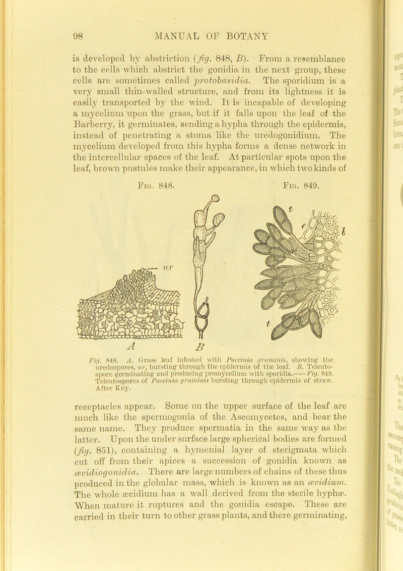 is developed by abstriction (fig. 848, B). From a resemblance to the cells which abstrict the gonidia in the next group, these cells are sometimes called jirotobasidia. The sporidium is a very small thin-walled structure, and from its lightness it is easily transported by the wind. It is incapable of developing a mycelium upon the grass, but if it falls upon the leaf of the Barberry, it germinates, sending a hyplia through the epidermis, instead of penetrating a stoma like the uredogonidium. The mycelium developed from this hypha forms a dense network in the intercellular spaces of the leaf. At particular spots upon the leaf, brown pustules make their appearance, in which two kinds of Fio. 848. Fiu. 849. A £ Fig, H4H. A. Grass leaf infested with Pucdnia graminis, showing the uredospores, ur, bursting through the epidermis of the leaf. It. Telcuto- spore germinating and producing promycelium witli sporidia. Fig. 849. Tolcutosporcs of IHicdnia graminis bursting through epidermis of straw. After Kny. receptacles appear. Some on the upper surface of the leaf are much like the spermogonia of the Ascomycetes, and bear the same name. They produce spermatia in the same way as the latter. Upon the under surface large spherical bodies are formed (fig, 851), containing a hymenial layer of sterigmata which cut off from their apices a succession of gonidia known as (ccidiogonidia. There are large numbers of chains of these thus produced in the globular mass, which is known as an atcidium. The whole secidium has a wall derived from the sterile byphae. When mature it ruptures and the gonidia escape. These are carried in their turn to other grass plants, and there germinating,