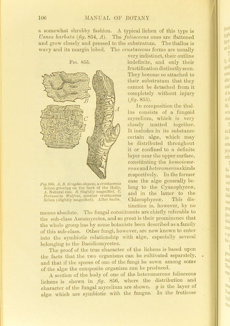 a somewhat shrubby fashion. A typical lichen of this typo is TJsnea barbata (fig. 854, A). The foliaceous ones are flattened and grow closely and pressed to the substratum. Thethallus is wavy and its margin lobed. The crustaceous forms are usually very indistinct, their outline indefinite, and only their fructification distinctly seen. They become so attached to their substratum that they cannot bo detached from it completely without injury (fig. 855). In composition the thal- lus consists of a fungoid mycelium, which is very closely matted together. It includes in its substance certain algae, which may be distributed throughout it or confined to a definite layer near the upper surface, constituting the homoiome- rous and hcteromerous kinds respectively. In the former case the algse generally be- long to the Cyanophycete, and in the latter to the Ghlorophycese. This dis- tinction is, however, by no means absolute. The fungal constituents are chiefly referable to the sub-class Ascomycetcs, and so great is their prominence that the whole group has by some botanists been described as a family of this sub-class. Other fungi, however, are now known to enter into the symbiotic relationship with algae, especially several belonging to the Basidiomycetes. The proof of the true character of the lichens is based upon the facts that the two organisms can be cultivated separately, and that if the spores of one of the fungi be sown among some of the algae the composite organism can be produced. A section of the body of one of the hcteromerous foliaceous lichens is shown in fig. 856, where the distribution and character of the fungal mycelium are shown, g is the layer of algae which are symbiotic with the fungus. In the lruticose Fig. 855. Fig. 855. A, II. Graphis eXetjam, a crustaceous lichen growing on the bark of the Holly. A. Natural size. //. Slightly magnified. C. Pi’/tiimrin Wvlfeni, another crustaceous lichen (slightly magnified). After Snclis.