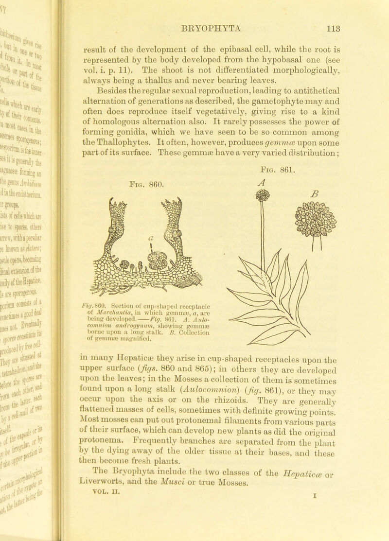 result of the development of the epibasal cell, while the root is represented by the body developed from the hypobasal one (see vol. i. p. 11). The shoot is not differentiated morphologically, always being a thallus and never bearing leaves. Besides the regular sexual reproduction, leading to antithetical alternation of generations as described, the gametophyte may and often does reproduce itself vegetatively, giving rise to a kind of homologous alternation also. It rarely possesses the power of forming gonidia, which we have seen to be so common among the Thallophytes. It often, however, produces gemmce upon some part of its surface. These gemmae have a very varied distribution; Fig. 860. /■'i'j. 860. Section of cup-shaped receptacle of Marchanlia, in which gemma:, a, are being developed. Fig. 861. A. Aulo- comnirm androgynum, showing gemmre borne upon a long stalk. IS. Collection of gemma: magnified. Fig. 861. A in many Hepatic* they arise in cup-shaped receptacles upon the upper surface (figs. 860 and 865); in others they are developed upon the leaves; in the Mosses a collection of them is sometimes found upon a long stalk (Aulocomnion) (fig. 861), or they may occur upon the axis or on the rhizoids. They are generally flattened masses of cells, sometimes with definite growing points. Most mosses can put out protonemal filaments from various parts of their surface, which can develop new plants as did the original protonema. Frequently branches are separated from the plant by the dying away of the older tissue at their bases, and these then become fresh plants. The Bryophyta include the two classes of the Hcpaticce or Liverworts, and the Musci or true Mosses. VOL. II. i