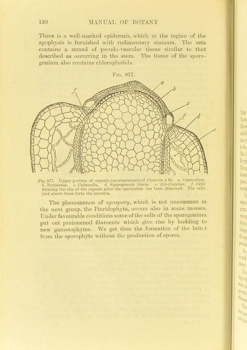 There is a well-marked epidermis, which in the region of the apophysis is furnished with rudimentary stomata. The seta contains a strand of pseudo-vascular tissue similar to that described as occurring in the stem. The tissue of the sporo- gonium also contains chloroplastids. Fig. 877. Fi'i. H77. Upper portion of capsule (sporogonium) of l unciria x 50. a. Operculum. ii. Peristome, c. Columella. </. Sporogenous tissue. <v Air-chamber. /. Cells forming the rim of the capsule after the operculum lias been detached. The cells just above these form the annulus. The phenomenon of ajioHpory, which is not uncommon in the next group, the Pteridophyta, occurs also in some mosses. Under favourable conditions some of the cells of the sporogonium put out protonemnl filaments which give rise by budding to new gametophytes. We got thus the formation of the lattt r from the sporophyte without the production of spores.