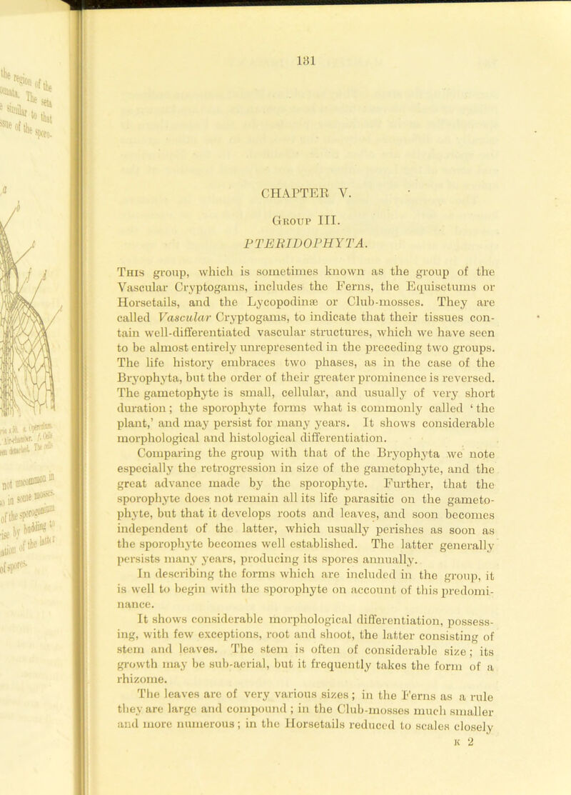 CHAPTER V. Group III. PTEBIDOPHYTA. This group, which is sometimes known as the group of the Vascular Cryptogams, includes the Ferns, the Equise turns or Horsetails, and the Lycopodinse or Club-mosses. They are called Vascular Cryptogams, to indicate that their tissues con- tain well-differentiated vascular structures, which we have seen to be almost entirety unrepresented in the preceding two groups. The life history embraces two phases, as in the case of the Bryophyta, but the order of their greater prominence is reversed. The gametophyte is small, cellular, and usually of very short duration; the sporophyte forms what is commonly called ‘ the plant,’ and may persist for many years. It shows considerable morphological and histological differentiation. Comparing the group with that of the Bryophyta we note especially the retrogression in size of the gametophyte, and the great advance made by the sporophyte. Further, that the sporophyte does not remain all its life parasitic on the gameto- phyte, but that it develops roots and leaves, and soon becomes independent of the latter, which usually perishes as soon as the sporophyte becomes well established. The latter generally persists many years, producing its spores annually. In describing the forms which are included in the group, it is well to begin with the sporophyte on account of this predomi- nance. It shows considerable morphological differentiation, possess- ing, with few exceptions, root and shoot, the latter consisting of stem and leaves. The stem is often of considerable size; its growth may be sub-aerial, but it frequently takes the form of a rhizome. The leaves arc of very various sizes; in the Ferns as a rule they are large and compound ; in the Club-mosses much smaller and more numerous; in the Horsetails reduced to scales closely k 2