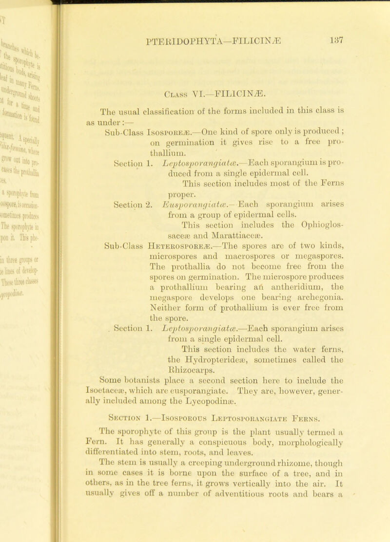 Class VI.—FILlCINrE. The usual classification of the forms included in this class is as under:—• Sub-Class IsosPOEEiE.—One kind of spore only is produced ; on germination it gives rise to a free pro- thallium. Section 1. Leptosporangiatcc. -Each sporangium is pro- duced from a single epidermal cell. This section includes most of the Ferns proper. Section 2. Eusporangiatte.— Eafih sporangium ar’ises from a group of epidermal cells. This section includes the Ophioglos- sacete and Marattiacese. Sub-Class PIeterospore^.—The spores are of two kinds, microspores and macrospores or megaspores. The prothallia do not become free from the spores on germination. The microspore produces a prothallium bearing ah antheridium, the megaspore develops one bearing archegonia. Neither form of prothallium is ever free from the spore. Section 1. Leptosporangiatce.—Each sporangium arises from a single epidermal cell. This section includes the water ferns, the Hydropteridea3, sometimes called the Rhizocarps. Some botanists place a second section here to include the Isoetacea.*, which are eusporangiate. They are, however, gener- ally included among the Lycopodinaj. Section 1.—Isosporous Leptosporangiate Ferns. The sporophyte of this group is the plant usually termed a Fern. It has generally a conspicuous body, morphologically differentiated into stem, roots, and leaves. The stem is usually a creeping underground rhizome, though in some eases it is borne upon the surface of a tree, and in others, as in the tree ferns, it grows vertically into the air. It usually gives off a number of adventitious roots and bears a