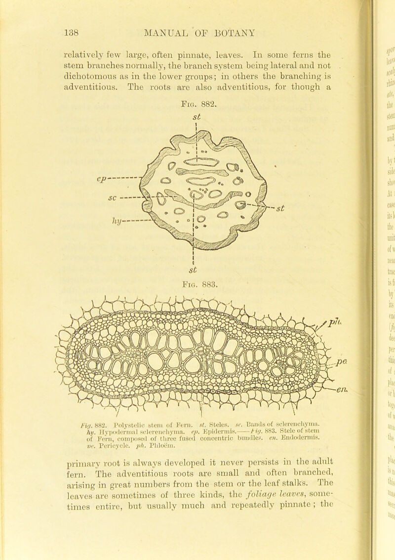 relatively few large, often pinnate, leaves. In some ferns the stem branches normally, the branch system being lateral and not dichotomous as in the lower groups; in others the branching is adventitious. The roots are also adventitious, for though a Fig. 882. st st Fig. 883. /•I,/. 882. Polystclic stem of Kern. xt. Steles, .sr. Bands of sclerenchyma. hii. Hypodermul sclereneliynm. ep. Epidermis.——tig. 883. Stele of stem of Fern, composed of three fused concentric bundles, an. Endodermis. ve. Pericycle. ph. Phloem. primary root is always developed it never persists in the adult fern. The adventitious roots are small and often branched, arising in great numbers from the stem or the leaf stalks. The leaves are sometimes of three kinds, the foliage leaves, sonic- times entire, but usually much and repeatedly pinnate ; the