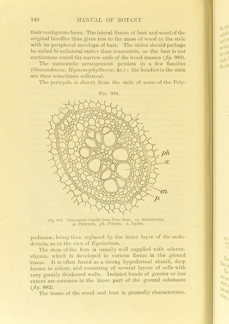 their contiguous faces. The lateral fusion of bast and wood of the original bundles thus gives rise to the mass of wood in the stele with its peripheral envelope of bast. The steles should perhaps be called bi-collateral rather than concentric, as the bast is not continuous round the narrow ends of the wood masses (fig. 883). The monostelic arrangement persists in a few families (Osmundacece, Hymcnophy llacece, &e.) ; the bundles in the stele -are then sometimes collateral. The pericycle is absent from the stele of some of the Poly- Fig. 884. podiacere, being then replaced by the inner layer of the endo- dermis, as in flic root of Hquisetum. The stem of the fern is usually well supplied with scleren- chyma, which is developed in various forms in the ground tissue. It is often found as a strong hypodermal sheath, deep brown in colour, and consisting of several layers of cells with very greatlj' thickened walls. Isolated bands of greater or less extent are common in the inner part of the ground substance (fig. 882). The tissue of the wood and bast is generally characteristic.