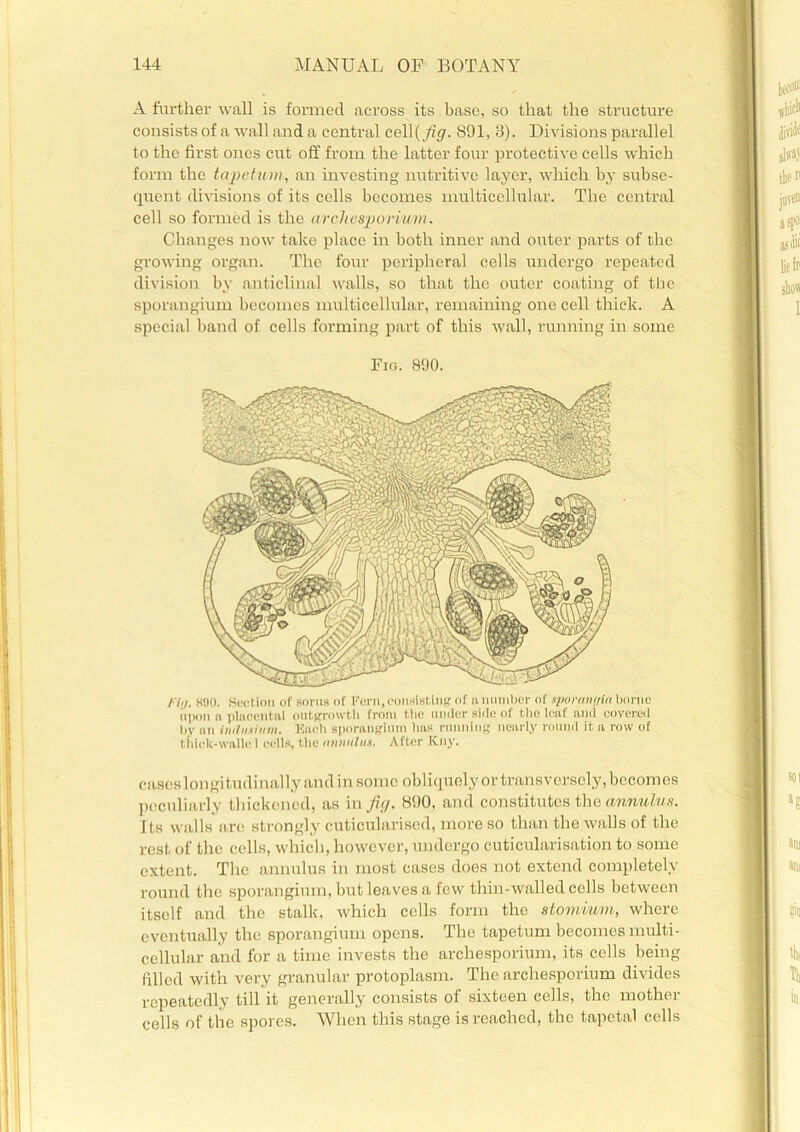 A further wall is formed across its base, so that the structure consists of a wall and a central ce\\(fig. 891, 3). Divisions parallel to the first ones cut off from the latter four protective cells which form the tape lam, an investing nutritive layer, which by subse- quent divisions of its cells becomes multicellular. The central cell so formed is the archcsporiuvi. Changes now take place in both inner and outer parts of the growing organ. The four peripheral cells undergo repeated division by anticlinal walls, so that the outer coating of the sporangium becomes multicellular, remaining one cell thick. A special band of cells forming part of this wall, running in some Fig. 890. fi,/. 890. Section or sorus of Peru,consisting of u number of sporangia borne upon a placental outgrowth from the under side of the leaf mid covered by mi liulusium. Each sporangium lias running nearly round it a row of tiiiek-wnlle 1 cells, the annulus. After ICny. cases longitudinally and in some obliquely or transversely, becomes peculiarly thickened, as in fig. 890, and constitutes the annulus. Its walls arc strongly cuticularised, more so than the walls of the rest of the cells, which, however, undergo cuticularisation to some extent. The annulus in most cases does not extend completely round the sporangium, but leaves a few thin-walled cells between itself and the stalk, which cells form the stomium, where eventually the sporangium opens. The tapetum becomes multi- cellular and for a time invests the archesporium, its cells being filled with very granular protoplasm. The archesporium divides repeatedly till it generally consists of sixteen eells, the mother cells of the spores. When this stage is reached, the tapetal cells