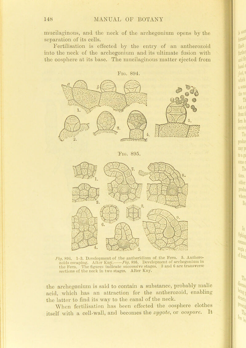 mucilaginous, and the neck of the archegonium opens by the separation of its cells. Fertilisation is effected by the entry of an antherozoid into the neck of the archegonium and its ultimate fusion with the oosphere at its base. The mucilaginous matter ejected from Fig. 894. /'/</. 891. 1-3. Development of the nntheridium of the Fern. 5. Anthero- zoids escaping. After Kny. Fit/. 895. Development of archegonium in the Fern. The figures indicate successive stages. 3 and 6 are transverse sections of the neck in two stages. After Kny. the archegonium is said to contain a substance, probably malic acid, which has an attraction for the antherozoid, enabling the latter to find its way to the canal of the neck. When fertilisation has been effected the oosphere clothes itself with a cell-wall, and becomes the zygote, or oospore. It