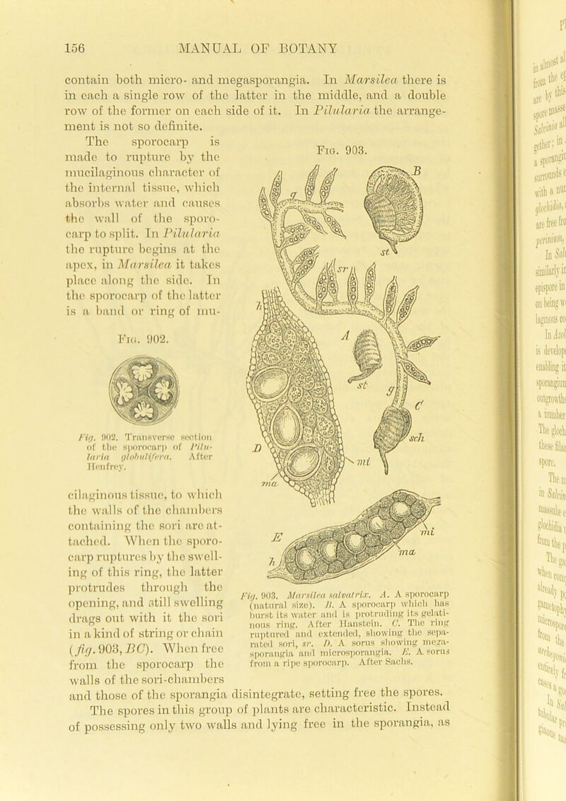 contain both micro- and megasporangia. In Mars ilea there is in each a single row of the latter in the middle, and a double row of the former on each side of it. ment is not so definite. In Pilularia the arrange- The sporocarp is made to rupture by the mucilaginous character of the internal tissue, which absorbs water and causes the wall of tbe sporo- carp to split. In Pilularia the rupture begins at the apex, in Marsilea it takes place along the side. In the sporocarp of the latter is a band or ring of mu- Fki. 902. Fia. 903. I'iri. 902. Transverse section of the sporocarp of /‘ilii- laria globulifera. After Honfrey. cilaginous tissue, to which the walls of the chambers containing the sori arc at- tached. When the sporo- carp ruptures by tbe swell- ing of this ring, the latter protrudes through the opening, and still swelling drags out with it the sori in a kind of string or chain (/tg. 903, BC). When free from the sporocarp the walls of the sori-chambers and those of the sporangia disintegrate, setting free the spores. The spores in this group of plants are characteristic. Instead of possessing only two walls and lying free in the sporangia, as /'•/(/. 903. Marsilea salvalrix. A. A sporocarp (natural size). H. A sporocarp which has burst its water anil is protruding its gelati- nous ring. After Uapstein. C. The ring ruptured and extended, showing the sepa- rated sori, sr. />. A sorus showing mega- sporangia and tnicrosporangia. K A sorus from a ripe sporocarp. After Sachs.