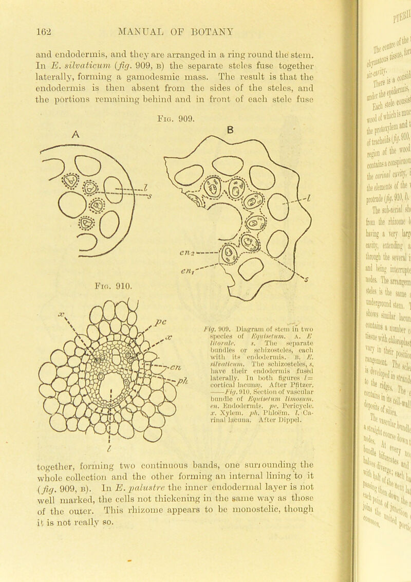 and endodermis, and they are arranged in a ring round the stem. In E. silvaticum (fig. 909, b) the separate steles fuse together laterally, forming a gamodesmic mass. The result is that the endodermis is then absent from the sides of the steles, and the portions remaining behind and in front of each stele fuse Fig. 909. AP m(J Fig. BUS). Diagram of stem in two species of Ei/uisetutn. A. A’ Morale. The separate handles or schizosteles, each with its endodermis. n. E. silvalicum. The schizosteles, s, have their endodermis fused laterally. In both figures l — cortical lacunre. After Pfitzer. Fig. 910. Section of vascular bundle of Equiselum limosum. rn. Endodermis. pe. Pericycle. x. Xyleni. ph. Phloem. l. Ca- rinal lacuna. After Dippel. together, forming two continuous hands, one surj ounding the whole collection and the other forming an internal lining to it ( fuj. 909, b). In E. pa lust re the inner endodermal layer is not well marked, the cells not thickening in the same way as those of the outer. This rhizome appears to be monostelic, though it is not really so.