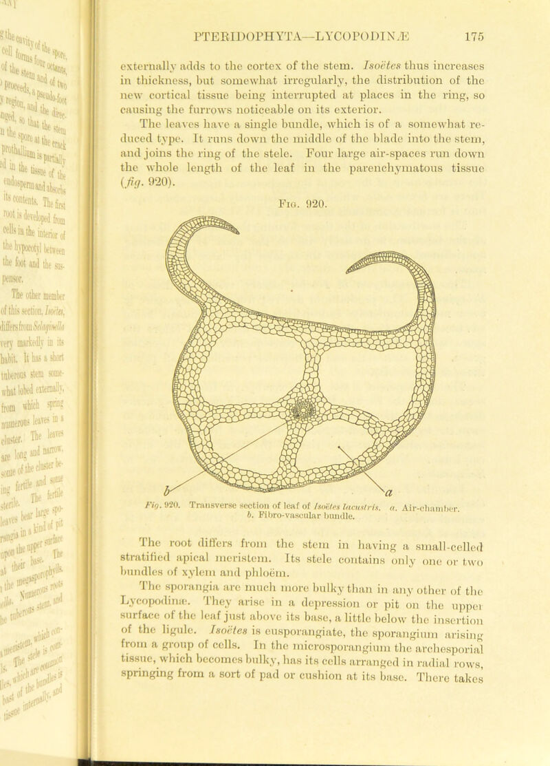 externally adds to the cortex of the stem. Isoetes thus increases in thickness, but somewhat irregularly, the distribution of the new cortical tissue being interrupted at places in the ring, so causing the furrows noticeable on its exterior. The leaves have a single bundle, which is of a somewhat re- duced type. It runs down the middle of the blade into the stem, and joins the ring of the stele. Four large air-spaces run down the whole length of the leaf in the parenchymatous tissue {fig. 920). Fig. 1)20. Fig. 920. Transverse section of leaf of Isoetes lacus/ris. a. Air-chamber. b. Fibro-vaseular bundle. The root differs from the stem in having a small-celled stratified apical meristem. Its stele contains only one or two bundles of xylem and phloem. The sporangia are much more bulky than in any other of the Lycopodime. They arise in a depression or pit on the upper sm face of the leaf just above its base, a little below the insertion of the ligule. Isoetes is eusporangiate, the sporangium arising from a group of cells. In the microsporangium the archesporial tissue, which becomes bulky, has its cells arranged in radial rows, springing from a sort of pad or cushion at its base. There takes
