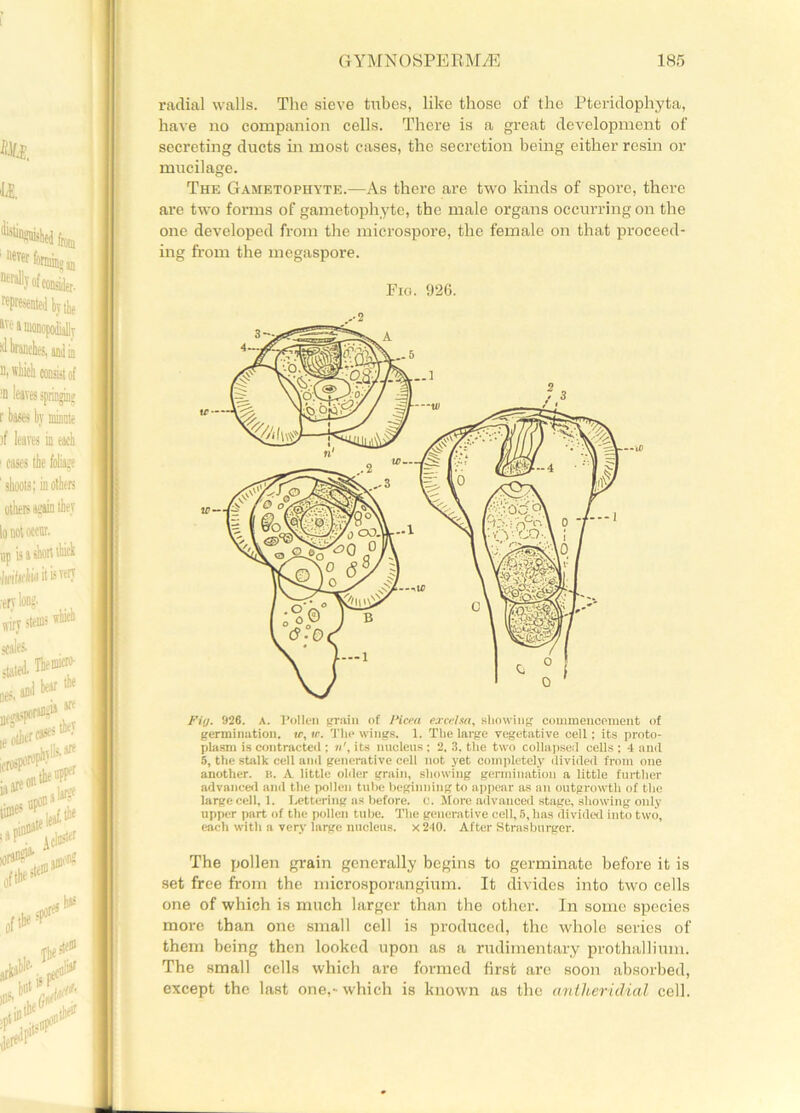 radial walls. The sieve tubes, like those of the Pteridophyta, have no companion cells. There is a great development of secreting ducts in most cases, the secretion being either resin or mucilage. The Gametophyte.—As there are two kinds of spore, there are two forms of gametophyte, the male organs occurring on the one developed from the microspore, the female on that proceed- ing from the megaspore. Fig. S26. A. Pollen grain of Picea excelsa, showing commencement of germination, w, if. TUp wings. 1. The large vegetative cell ; its proto- plasm is contracted : its nucleus : 2, 3, the two collapsed cells ; 4 and 5, the stalk cell and generative cell not yet completely divided from one another. B. A little older grain, showing germination a little further advanced and the pollen tube beginning to appear as an outgrowth of the large cell, 1. Lettering as before, c. More advanced stage, showing only upper part of the pollen tube. The generative cell, 5, has divided into two, each with a very large nucleus, x 240. After Strasburger. The pollen grain generally begins to germinate before it is set free from the microsporangium. It divides into two cells one of which is much larger than the other. In some species more than one small cell is produced, the whole series of them being then looked upon as a rudimentary prothallium. The small cells which are formed first are soon absorbed, except the last one,-which is known as the anlheridial cell. _