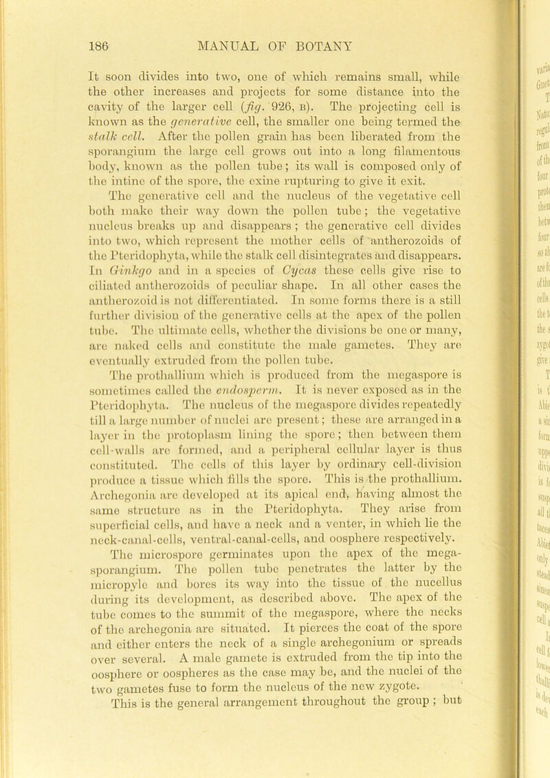 It soon divides into two, one of which remains small, while the other increases and projects for some distance into the cavity of the larger cell (fig. 926, b). The projecting cell is known as the generative cell, the smaller one being termed the stalk cell. After the pollen grain has been liberated from the sporangium the large cell grows out into a long filamentous body, known as the pollen tube; its wall is composed only of the intine of the spore, the exine rupturing to give it exit. The generative cell and the nucleus of the vegetative cell both make their way down the pollen tube; the vegetative nucleus breaks up and disappears ; the generative cell divides into two, which represent the mother cells of antherozoids of the Pteridophyta, while the stalk cell disintegrates and disappears. In Ginkgo and in a species of Cycas these cells give rise to ciliated antherozoids of peculiar shape. In all other cases the antherozoid is not differentiated. In some forms there is a still further division of the generative cells at the apex of the pollen tube. The ultimate cells, whether the divisions be one or many, are naked cells and constitute the male gametes. They are eventually extruded from the pollen tube. The prothallium which is produced from the megaspore is sometimes called the endosperm. It is never exposed as in the Pteridophyta. The nucleus of the megaspore divides repeatedly till a large number of nuclei are present; these are arranged in a layer in the protoplasm lining the spore; then between them cell-walls are formed, and a peripheral cellular layer is thus constituted. The cells of this layer by ordinary cell-division produce a tissue which fills the spore. This is the prothallium. Archegonia arc developed at its apical end, having almost the same structure as in the Pteridophyta. They arise from superficial cells, and have a neck and a venter, in which lie the neck-canal-cells, ventral-canal-cells, and oospliere respectively. The microspore germinates upon the apex of the mega- sporangium. The pollen tube penetrates the latter by the micropyle and bores its way into the tissue of the nucellus during its development, as described above. The apex of the tube comes to the summit of the megaspore, where the necks of the archegonia are situated. It pierces the coat of the spore and either enters the neck of a single archegonium or spreads over several. A male gamete is extruded from the tip into the oospliere or oospheres as the case may be, and the nuclei of the two gametes fuse to form the nucleus of the new zygote. This is the general arrangement throughout the group ; but
