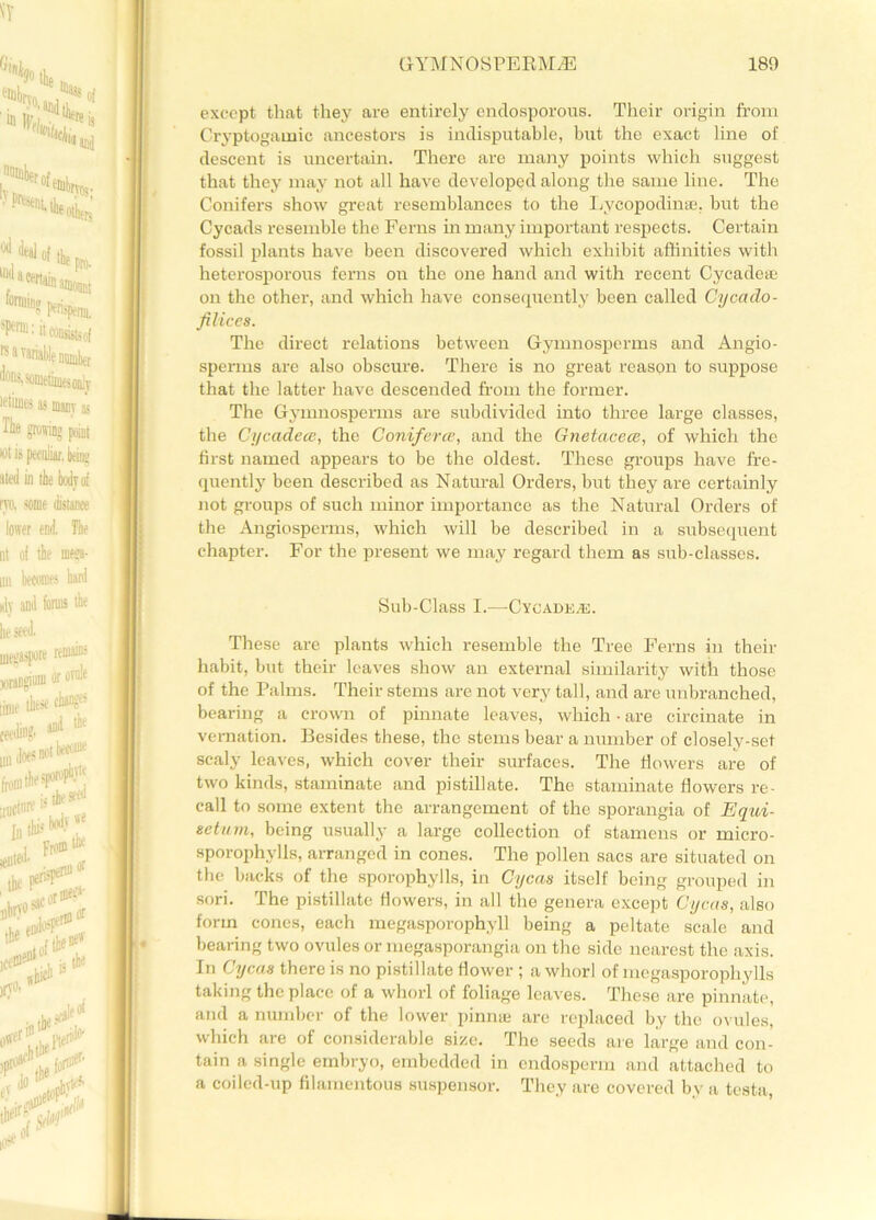 except that they are entirely enrlosporous. Their origin from Cryptogainic ancestors is indisputable, but the exact line of descent is uncertain. There are many points which suggest that they may not all have developed along the same line. The Conifers show great resemblances to the Lycopodinae, but the Cycads resemble the Ferns in many important respects. Certain fossil plants have been discovered which exhibit affinities with heterosporous ferns on the one hand and with recent Cycadeee on the other, and which have consequently been called Cycado- filiccs. The direct relations between Gymnosperms and Angio- sperms are also obscure. There is no great reason to suppose that the latter have descended from the former. The Gymnosperms are subdivided into three large classes, the Cycadece, the Coniferce, and the Gnetacece, of which the first named appears to be the oldest. These groups have fre- quently been described as Natural Orders, but they are certainly not groups of such minor importance as the Natural Orders of the Angiosperms, which will be described in a subsequent chapter. For the present we may regard them as sub-classes. Sub-Class I.—Cycade/E. These are plants which resemble the Tree Ferns in their habit, but their leaves show an external similarity with those of the Palms. Their stems are not very tall, and are unbranched, beai-ing a crown of pinnate leaves, which • are circinate in vernation. Besides these, the stems bear a number of closely-set scaly leaves, which cover their surfaces. The fiowers are of two kinds, staminate and pistillate. The staminate flowers re- call to some extent the arrangement of the sporangia of Eqici- eetum, being usually a large collection of stamens or micro- sporophylls, arranged in cones. The pollen sacs are situated on the backs of the sporophylls, in Cycas itself being grouped in sori. The pistillate flowers, in all the genera except Cycas, also form cones, each megasporophyll being a peltate scale and bearing two ovules or megasporangia on the side nearest the axis. In Cycas there is no pistillate flower ; a whorl of mcgasporopliylls taking the place of a whorl of foliage leaves. These are pinnate, and a number of the lower pinnae are replaced by the ovules, which are of considerable size. The seeds are large and con- tain a single embryo, embedded in endosperm and attached to a coilcd-up filamentous suspensor. They are covered by a testa,