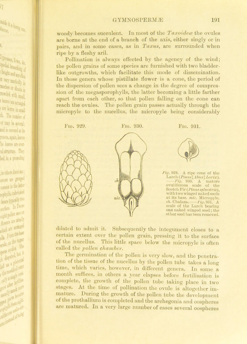 wood}7 becomes succulent. In most of the Taxoidece the ovules are borne at the end of a branch of the axis, either singly or in pairs, and in some cases, as in Taxus, are surrounded when ripe by a fleshy aril. Pollination is always effected by the agency of the wind; the pollen grains of some species are furnished with two bladder- like outgrowths, which facilitate this mode of dissemination. In those genera whose pistillate flower is a cone, the period of the dispersion of pollen sees a change in the degree of compres- sion of the megasporophylls, the latter becoming a little farther apart from each other, so that pollen falling on the cone can reach the ovules. The pollen grain passes actually through the micropyle to the uucellus, the micropyle being considerably Fig. 929. Fig. 930. Fig. 931. Fig. 929. A ripe cone of tlie Larch (Pinus [.lines] Larix). Pig. 930. A mature ovuliferous scale of the Scotch Fir (Pin us sijlvestris), with two wingeil naked seeds at its base. mic. Micropyle. ch. Chalaza. fig. 931. A scale of the Larch bearing one naked winged seed; the other seed lias been removed. dilated to admit it. Subsequently the integument closes to a certain extent over the pollen grain, pressing it to the surface of the nucellus. This little space below the micropyle is often called the pollen chamber. The germination of the pollen is very slow, and the penetra- tion of the tissue of the nucellus by the pollen tube takes a long time, which varies, however, in different genera. In some a month suffices, in others a year elapses before fertilisation is complete, the growth of the pollen tube taking place in two stages. At the time of pollination the ovule is altogether im- mature. During the growth of the pollen tube the development ol the prothallium is completed and the archegonia and oospheres are matured. In a very large number of cases several oospheres