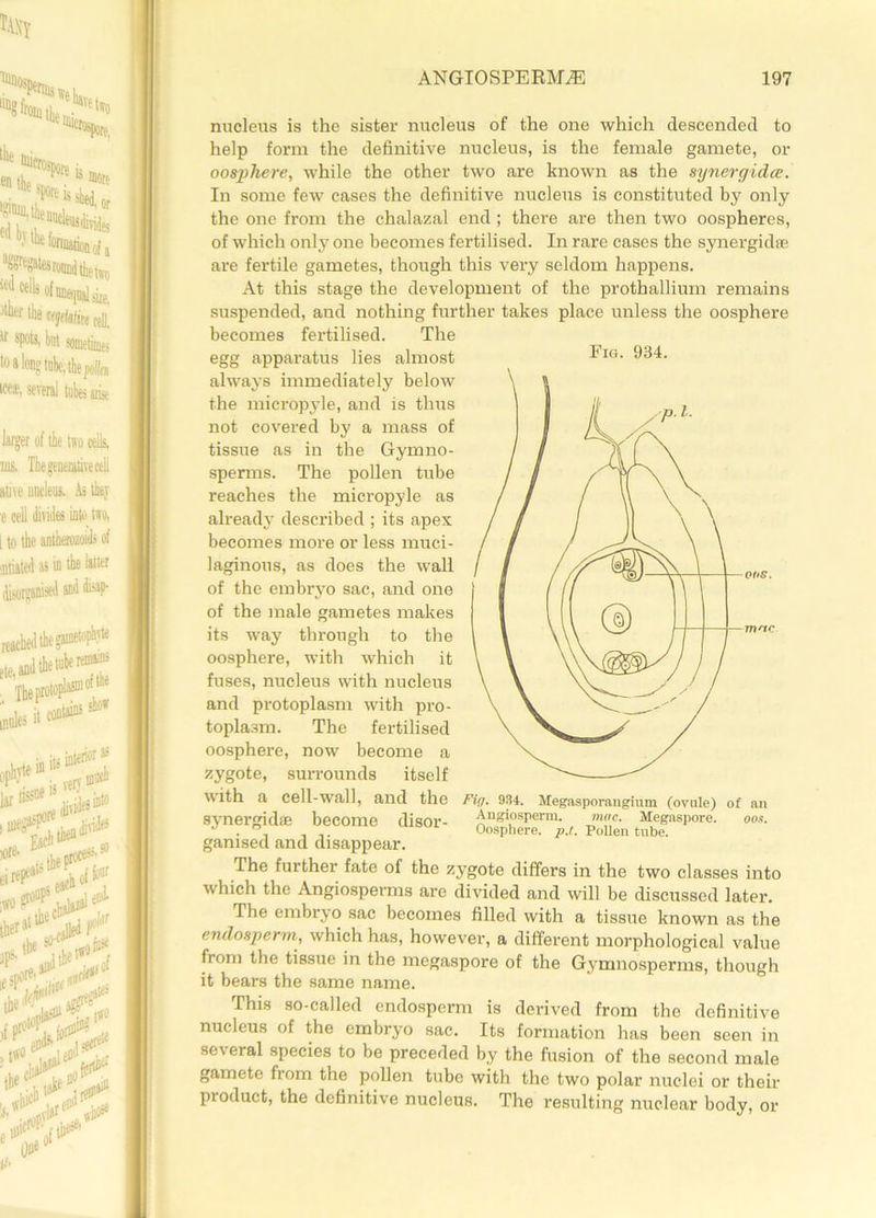 nucleus is the sister nucleus of the one which descended to help form the definitive nucleus, is the female gamete, or oosphere, while the other two are known as the synergidcc. In some few cases the definitive nucleus is constituted by only the one from the chalazal end; there are then two oospheres, of which only one becomes fertilised. In rare cases the synergidse are fertile gametes, though this very seldom happens. At this stage the development of the prothallium remains suspended, and nothing further takes place unless the oosphere becomes fertilised. The egg apparatus lies almost always immediately below the micropyle, and is thus not covered by a mass of tissue as in the Gymno- sperms. The pollen tube reaches the micropyle as already described ; its apex becomes more or less muci- laginous, as does the wall of the embryo sac, and one of the male gametes makes its way through to the oosphere, with which it fuses, nucleus with nucleus and protoplasm with pro- toplasm. The fertilised oosphere, now become a zygote, surrounds itself with a cell-wall, and the Fig. 934. Megasporaugium (ovule) of an synergidffi become disor- Angiosperm. mac. Megaspore. 00s. J , .. Oosphere. p.t. Pollen tube, ganised and. disappear. The furthei fate of the zygote differs in the two classes into which the Angiosperms are divided and will be discussed later. The embryo sac becomes filled with a tissue known as the endosperm, which has, however, a different morphological value from the tissue in the megaspore of the Gymnosperms, though it bears the same name. This so-called endosperm is derived from the definitive nucleus of the embryo sac. Its formation has been seen in several species to be preceded by the fusion of the second male gamete from the pollen tube with the two polar nuclei or their product, the definitive nucleus. The resulting nuclear body, or