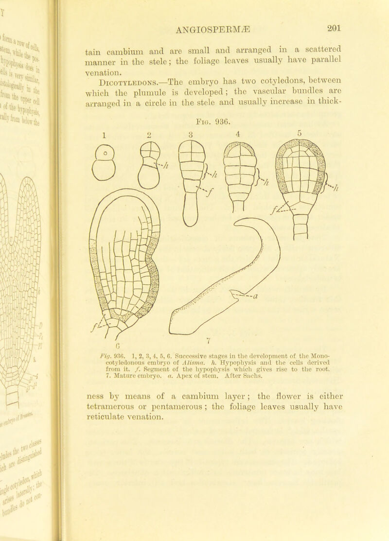 tain cambium and are small and arranged in a scattered manner in the stele; the foliage leaves usually have parallel venation. Dicotyledons.—The embryo has two cotyledons, between which the plumule is developed; the vascular bundles are arranged in a circle in the stele and usually increase in thick- Fig. 936. 1 2 3 4 5 Fig. 938. 1, 2, 3, 4, 5, G. Successive stages in tlie development of the Mono- cotyledonous embryo of Alisma. h. Hypophysis and the cells derived from it. /. Segment of the hypophysis which gives rise to the root. 7. Mature embryo, a. Apex of stem. After Sachs. ness by means of a cambium layer; the flower is either tetramerous or pentamerous ; the foliage leaves usually have reticulate venation.