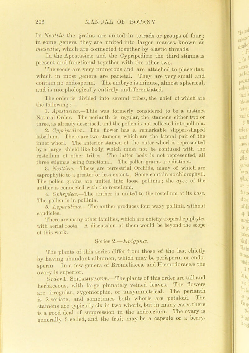 In Neottia the grains are united in tetrads or groups of four; in some genera they are united into larger masses, known as massulcB, which are connected together by elastic threads. In the Apostasiete and the Cypripedieae the third stigma is present and functional together with the other two. The seeds are very numerous and are attached to placentas, which in most genera are parietal. They are very small and contain no endosperm. The embryo is minute, almost spherical, and is morphologically entirely undifferentiated. The order is divided into several tribes, the chief of which are the following:— 1. Apostasiece.—This was formerly considered to be a distinct Natural Order. The perianth is regular, the stamens either two or three, as already described, and the pollen is not collected intopollinia. 2. Cyirripedictc.—The flower has a remarkable slipper-shaped labellum. There are two stamens, which are the lateral pair of the inner whorl. The anterior stamen of the outer whorl is represented by a large shield-like body, which must not be confused with the rostellum of other tribes. The latter body is not represented, all three stigmas being functional. The pollen grains are distinct. 3. Neotticce.— These are terrestrial Orchids, many of which are saprophytic to a greater or less extent. Some contain no chlorophyll. The pollen grains are united into loose pollinia; the apex of the anther is connected with the rostellum. 4. OphrydeoB.—The anther is united to the rostellum at its base. The pollen is in pollinia. 5. Leparidincc.—The anther produces four waxy pollinia without caudicles. There are many other families, which are chiefly tropical epiphytes with aerial roots. A discussion of them would be beyond the scope of this work. Series 2.—Epiyynce. The plants of this series differ from those of the last chiefly by having abundant albumen, which may be perisporm or endo- sperm. In a few genera of Bromeliacete and Htemodoraccte the ovary is superior. Order 1. Scitaminaceje.—The plants of this order are tall and herbaceous, with large pinnately veined leaves. The flowers are irregular, zygomorphic, or unsymmetrical. The perianth is 2-seriate, and sometimes both whorls are petaloid. The stamens are typically six in two whorls, but in many cases there is a good deal of suppression in the andrcecium. The ovary is generally 3-celled, and the fruit may be a capsule or a berry.