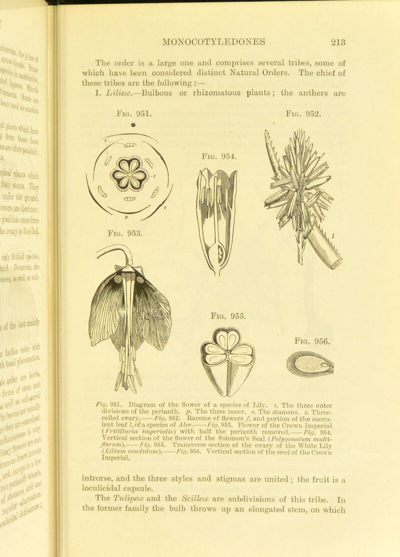 The order is a large one and comprises several tribes, some of which have been considered distinct Natural Orders. The chief of these tribes are the following :— 1. Liliecc.—Bulbous or rhizomatous plants; the anthers are Fig. 951. Fig. 952. Fin. 951. Diagram of the flower of a species of Lily. s. The three outer divisions of the perianth, p. The three inner, e. The stamens, c. Three- celled ovary. Fig. 952. Raceme of flowers /, and portion of the succu- lent leaf /,ofaspecies of Aloe, /-'if/. 953. Flower of the Crown Imperial (Fritillarla imperialU) with half the perianth removed.——Fin- 954. Vertical section of the flower of the Solomon’s Seal (Polijnonatum mulli- Jlorum). Fin. 955. Transverse section of the ovary of the White Lily (LiHum cmulidum). Fin. 956. Vertical section of the seed of the Crown Imperial. introrse, and the three styles and stigmas are united; the fruit is a loculicidal capsule. The Tulipere and the Scillece are subdivisions of this tribe. In the former family the bulb throws up an elongated stem, on which