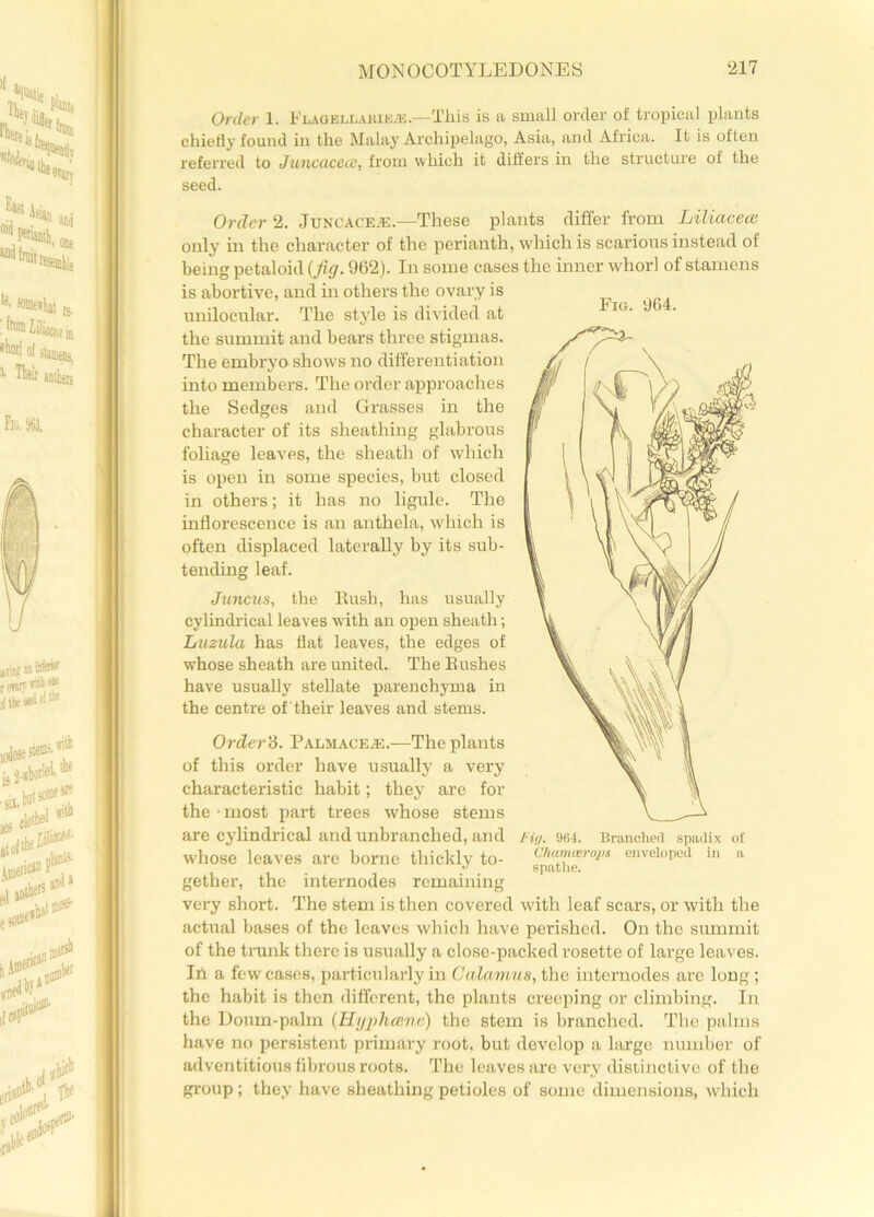 Order 1. Elagellarik*.—This is a small order of tropical plants chiefly found in the Malay Archipelago, Asia, and Africa. It is often referred to Juncciccie, from which it differs in the structure of the seed. Order 2. Juncace/E.—These plants differ from Liliacece only in the character of the perianth, which is scarious instead of being petaloid (fig. 962). In some cases the inner whorl of stamens is abortive, and in others the ovary is unilocular. The style is divided at the summit and bears three stigmas. The embryo shows no differentiation into members. The order approaches the Sedges and Grasses in the character of its sheathing glabrous foliage leaves, the sheath of which is open in some species, but closed in others; it has no ligule. The inflorescence is an anthela, which is often displaced laterally by its sub- tending leaf. Juncus, the Rush, has usually cylindrical leaves with an open sheath; Luzula has flat leaves, the edges of whose sheath are united. The Rushes have usually stellate parenchyma in the centre of their leaves and stems. Order'd. Palmace.®.—The plants of this order have usually a very characteristic habit; they are for the • most part trees whose stems are cylindrical and unbranched, and whose leaves are borne thickly to- gether, the internodes remaining very short. The stem is then covered with leaf scars, or with the actual bases of the leaves which have perished. On the summit of the trunk there is usually a close-packed rosette of large leaves. In a few cases, particularly in Calamus, the internodes arc long; the habit is then different, the plants creeping or climbing. In the Doum-palm (Hyphcene) the stem is branched. The palms have no persistent primary root, but develop a large number of adventitious fibrous roots. The leaves are very distinctive of the group; they have sheathing petioles of some dimensions, which Pig. 964. Fig. 964. Branched spadix ol' Chamcerops enveloped in a spathe.