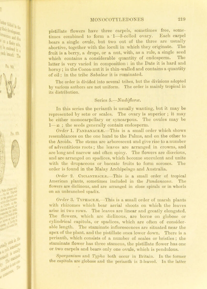 pistillate flowers have three carpels, sometimes free, some- times combined to form a 1—3-celled ovary. Each carpel bears a single ovule, but two out of the three are usually abortive, together with the loculi in which they originate. The fruit is a berry, a drupe, or a nut, with, as a rule, a single seed which contains a considerable quantity of endosperm. The latter is very varied in composition : in the Date it is hard and horny; in the Cocoa-nut it is thin-walled and contains a quantity of oil; in the tribe Sabalece it is ruminated. The order is divided into several tribes, but the divisions adopted by various authors are not uniform. The order is mainly tropical in its distribution. Series 5.—Nudiflorce. In this series the perianth is usually wanting, but it may be represented by setse or scales. The ovary is superior ; it may be either monocarpellary or syncarpous. The ovules may be 1—oo ; the seeds generally contain endosperm. Order 1. Pandanace.®.—This is a small order which shows resemblances on the one hand to the Palms, and on the other to the Aroids. The stems are arborescent and give rise to a number of adventitious roots; the leaves are arranged in crowns, and are long and narrow and often spiny. The flowers are dioecious, and are arranged on spadices, which become succulent and unite with the drupaceous or baccate fruits to form soroses. The order is found in the Malay Archipelago and Australia. Order 2. Cyclanthacea; This is a small order of tropical American plants, sometimes included in the Pandcmacece. The flowers are diclinous, and are arranged in close spirals or in whorls on an unbranched spadix. Order 3. TyimACEAS.—This is a small order of marsh plants with rhizomes which bear aerial shoots on which the leaves arise in' two rows. The leaves are linear and greatly elongated. The flowers, which are diclinous, are borne on globose or cylindrical capitula, or spadices, which are often of consider- able length. The staminate inflorescences are situated near the apex of the plant, and the pistillate ones lower down. There is a perianth, which consists of a number of scales or bristles ; the staminate flower has three stamens, the pistillate flower has one or two carpels and bears only one ovule, which is pendulous. Sparganium and Typha both occur in Britain. In the former the capitula are globose and the perianth is 3-leaved. In the latter