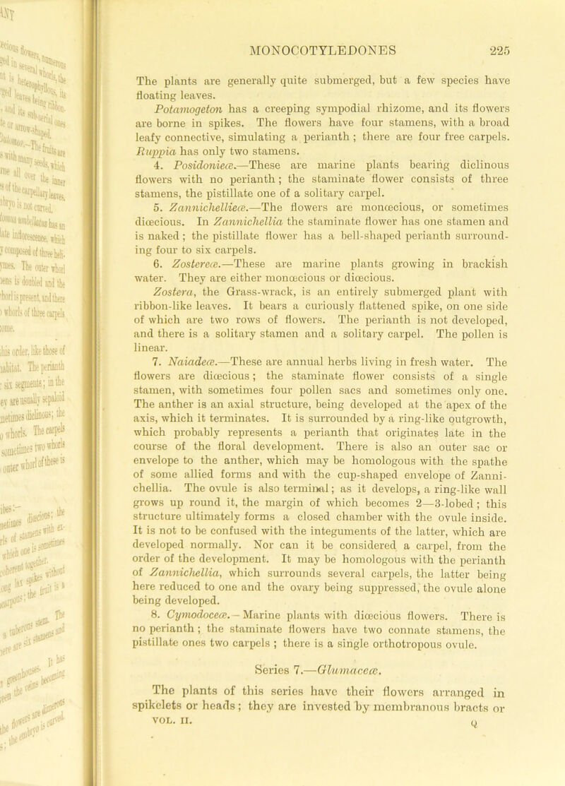 The plants are generally quite submerged, but a few species have floating leaves. Potamogetoii has a creeping sympodial rhizome, and its flowers are borne in spikes. The flowers have four stamens, with a broad leafy connective, simulating a perianth; there are four free carpels. Ruppia has only two stamens. 4. Posidoniecc.—These are marine plants bearing diclinous flowers with no perianth; the staminate flower consists of three stamens, the pistillate one of a solitary carpel. 5. Zanniclielliece.—The flowers are monoecious, or sometimes dioecious. In Zannichellia the staminate flower has one stamen and is naked; the pistillate flower has a bell-shaped perianth surround- ing four to six carpels. 6. Zosterece.—These are marine plants growing in brackish water. They are either monoecious or dioecious. Zostera, the Grass-wrack, is an entirely submerged plant with ribbon-like leaves. It bears a curiously flattened spike, on one side of which are two rows of flowers. The perianth is not developed, and there is a solitary stamen and a solitary carpel. The pollen is linear. 7. Naiadece.—These are annual herbs living in fresh water. The flowers are dioecious; the staminate flower consists of a single stamen, with sometimes four pollen sacs and sometimes only one. The anther is an axial structure, being developed at the apex of the axis, which it terminates. It is surrounded by a ring-like outgrowth, which probably represents a perianth that originates late in the course of the floral development. There is also an outer sac or envelope to the anther, which may be homologous with the spathe of some allied forms and with the cup-shaped envelope of Zanni- chellia. The ovule is also terminal; as it develops, a ring-like wall grows up round it, the margin of which becomes 2—3-lobed; this structure ultimately forms a closed chamber with the ovule inside. It is not to he confused with the integuments of the latter, which are developed normally. Nor can it be considered a carpel, from the order of the development. It may be homologous with the perianth of Zannichellia, which surrounds several carpels, the latter being here reduced to one and the ovary being suppressed,' the ovule alone being developed. 8. Cymodocea;. - Marine plants with dioecious flowers. There is no perianth ; the staminate flowers have two connate stamens, the pistillate ones two carpels ; there is a single orthotropous ovule. Series 7.—Glumacece. The plants of this series have their flowers arranged in spikelets or heads; they are invested by membranous bracts or VOL. II. n