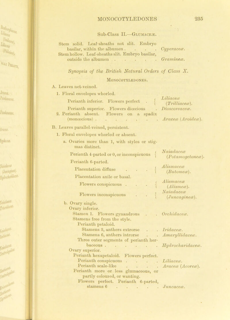 Sub-Class II.—Glujiaceus. Stem solid. Leaf-sbeaths not slit. Embryo basilar, within the albumen .... Stem hollow. Leaf-sheaths slit. Embryo basilar, outside the albumen Stjnojtsis of the British Natural Orders Monocotyledones. A. Leaves net-veined. 1. Floral envelopes whorled. Perianth inferior. Flowers perfect . j Perianth superior. Flowers dioecious 2. Perianth absent. Flowers on a spadix (monoecious) B. Leaves parallel-veined, persistent. 1. Floral envelopes whorled or absent. a. Ovaries more than 1, with styles or stig- mas distinct. Perianth 4-parted or 0, or inconspicuous j Perianth 6-parted. Placentation diffuse . . . j Placentation axile or basal. Flowers conspicuous . . . j Flowers inconspicuous . . | b. Ovary single. Ovary inferior. Stamen 1. Flowers gynandrous Stamens free from the style. Perianth petaloid. Stamens 3, anthers extrorse Stamens 6, anthers introrse Three outer segments of perianth her- baceous ...... Ovary superior. Perianth hexapetaloid. Flowers perfect. Perianth conspicuous .... Perianth scale-like .... Perianth more or less glumaceous, or partly coloured, or wanting. Flowers perfect. Perianth 6-parted, stamens 6 Cyjperacece. Gramine ce. of Class X. Liliacece (Trilliacece). Dioscoreacece. Aracece (Aroidecc). Naiadacece (.Potamogetonece). Alismcicece (Butomece). Alismacece (Alismece). Naiadacece [Juncaginece). Orchidacece. Iriclacece. Amaryllidacece. Hydrochariclacecc. Liliacece. Aracece (Acorece). •Tuncacecc.