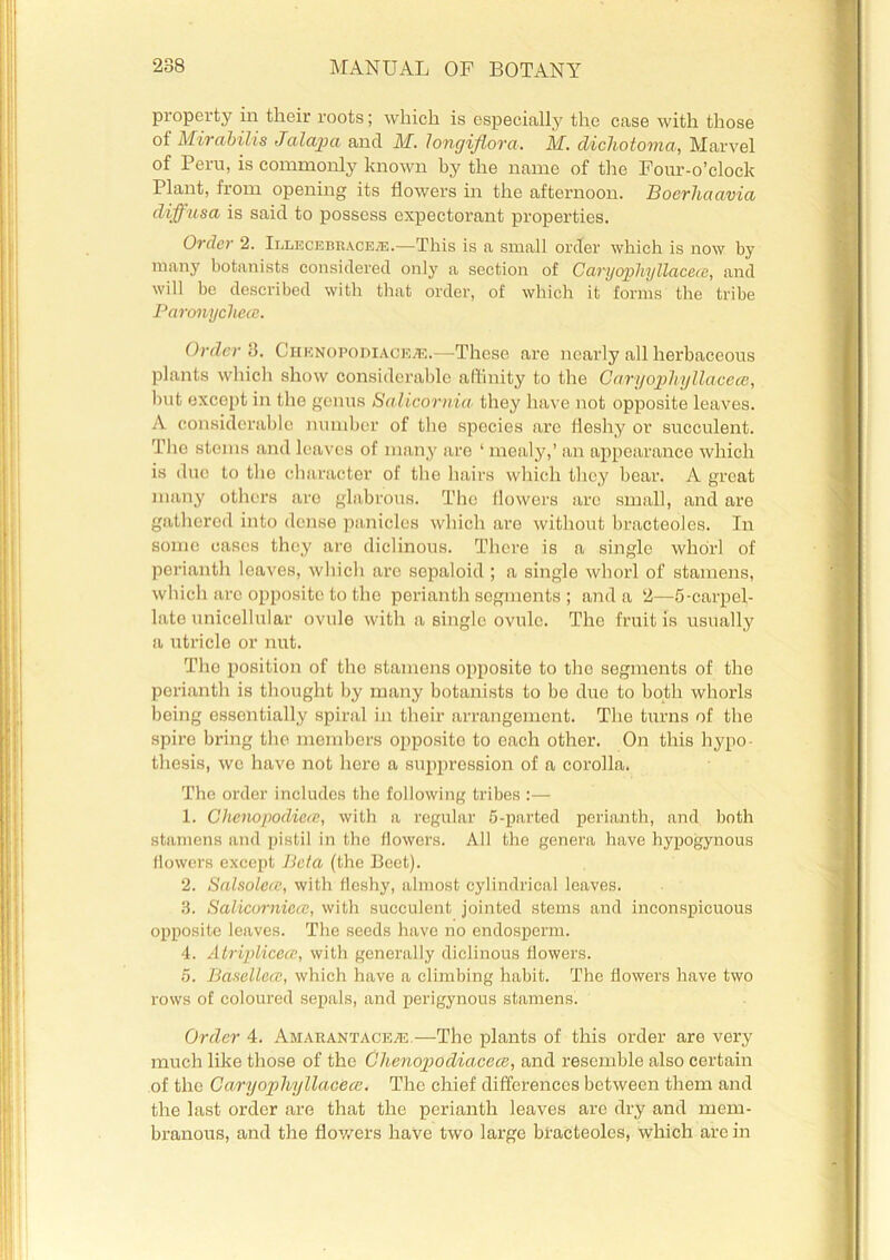 property in their roots; which is especially the case with those of Mirabilis Jala])a and M. Jongiflora. M. dichotowia, Marvel of Peru, is commonly known by the name of the Four-o’clock I lant, from opening its flowers in the afternoon. Bocrhciavia diffiisa is said to possess expectorant properties. Order 2. Illecebraceas.—This is a small order which is now by many botanists considered only a section of CaryophyUaceee, and will be described with that order, of which it forms the tribe Paron/ychece. OrdcrS. Ciienopodiace.®.—These are nearly all herbaceous plants which show considerable affinity to the CaryophyUaceee, but except in the genus Salicornin they have not opposite leaves. A considerable number of the species arc fleshy or succulent. The stems and leaves of many are ‘ mealy,’ an appearance which is due to the character of the hairs which they bear. A great many others are glabrous. The flowers arc small, and are gathered into dense panicles which are without bracteoles. In some cases they are diclinous. There is a single whorl of perianth leaves, which are sepaloid ; a single whorl of stamens, which are opposite to the perianth segments ; and a 2—5-carpel- late unicellular ovule with a single ovule. The fruit is usually a utricle or nut. The position of the stamens opposite to the segments of the perianth is thought by many botanists to be duo to both whorls being essentially spiral in their arrangement. The turns of the spire bring the members opposite to each other. On this hypo- thesis, we have not here a suppression of a corolla. The order includes the following tribes :— 1. Chenopodicte, with a regular 5-parted perianth, and both stamens and pistil in the flowers. All the genera have hypogynous flowers except Beta (the Beet). 2. Salsolecc, with fleshy, almost cylindrical leaves. 3. Salicorniccc, with succulent jointed stems and inconspicuous opposite leaves. The seeds have no endosperm. 4. Atriplicea, with generally diclinous flowers. 5. Basellccc, which have a climbing habit. The flowers have two rows of coloured sepals, and perigynous stamens. Order 4. Amarantaceas.—The plants of this order are very much like those of the Chenopodiacece, and resemble also certain of the C ary op hyllacece. The chief differences between them and the last order are that the perianth leaves are dry and mem- branous, and the flowers have two large bracteoles, which are in