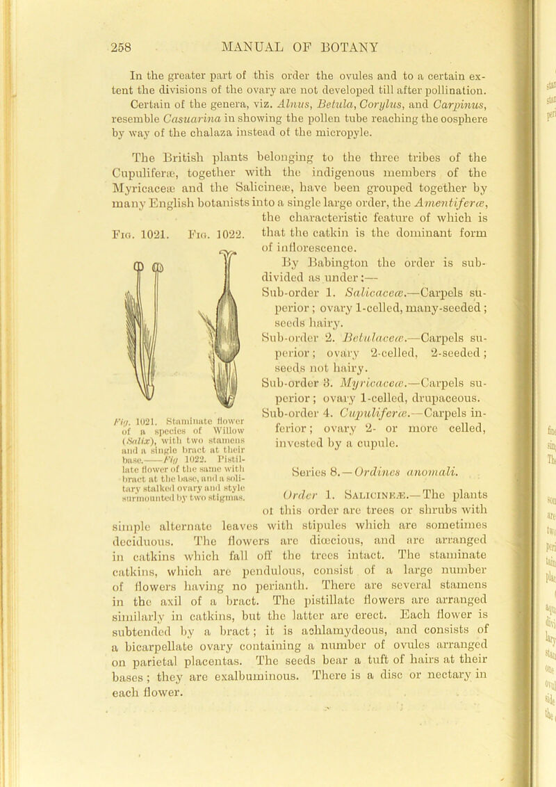 In the greater part of this order the ovules and to a certain ex- tent the divisions of the ovary are not developed till after pollination. Certain of the genera, viz. Alnus, Betula, Corylus, and Carpinus, resemble Casuarina in showing the pollen tube reaching the oosphere by way of the chalaza instead of the micropyle. Fig. 1021. Fig. 1022. The British plants belonging to the three tribes of the Cupuliferae, together with the indigenous members of the Myricacese and the Salicineve, have been grouped together by many English botanists into a single large order, the Amentiferce, the characteristic feature of which is that the catkin is the dominant form of inflorescence. By Babington the order is sub- divided as under:— Sub-order 1. SaUcacece.—Carpels su- perior ; ovary 1-celled, many-seeded; seeds hairy. Sub-order 2. Betulaceai.—Carpels su- perior ; ovary 2-celled, 2-seeded; seeds not hairy. Sub-order 8. Myricaceee.—Carpels su- perior ; ovary 1-celled, drupaceous. Sub-order 4. Cupuliferce.—Carpels in- ferior ; ovary 2- or more colled, invested by a oupule. Fig. 1021. Stnminute flower of iv species of Willow (Salix), with two stamens and a single bract at their base. Fig 1022. Pistil- late flower of the same with bract at the base, anil a soli- tary stalked ovary and style surmounted by two stigmas. Series 8. — Onlines anomali. Order 1. Salicineie.— The plants ol this order are trees or shrubs with simple alternate leaves with stipules which are sometimes deciduous. The flowers arc dioecious, and are arranged in catkins which fall off the trees intact. The staminate catkins, which are pendulous, consist of a large number of flowers having no perianth. There are several stamens in the axil of a bract. The pistillate flowers are arranged similarly in catkins, but the latter are erect. Each flower is subtended by a bract; it is aelilamydeous, and consists of a bicarpellate ovary containing a number of ovules arranged on parietal placentas. The seeds bear a tuft of hairs at their bases ; they are exalbuminous. There is a disc or nectary in each flower.