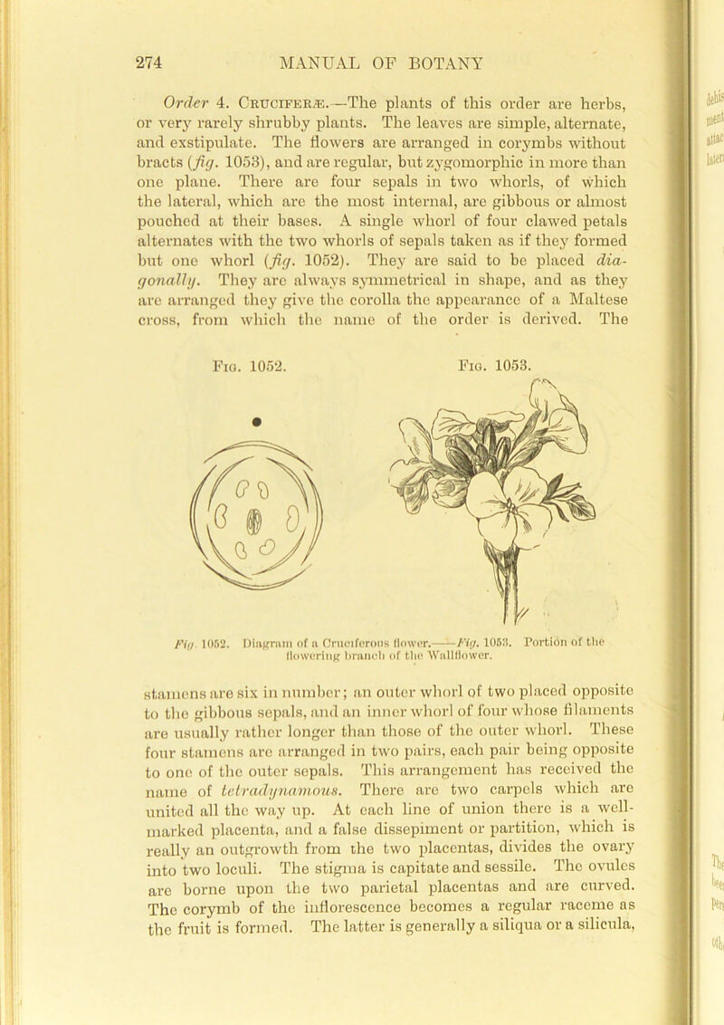 Order 4. Crucifer®.—The plants of this order are herbs, or very rarely shrubby plants. The leaves are simple, alternate, and exstipulate. The flowers are arranged in corymbs without bracts (fig. 1053), and are regular, but zygomorpliic in more than one plane. There are four sepals in two whorls, of which the lateral, which are the most internal, are gibbous or almost pouched at their bases. A single whorl of four clawed petals alternates with the two whorls of sepals taken as if they formed but one whorl (fig. 1052). They are said to be placed dia- gonally. They arc always symmetrical in shape, and as they are arranged they give the corolla the appearance of a Maltese cross, from which the name of the order is derived. The Fig. 1052. Diagram of a Cruciferous flower. Fig. 1053. Portion of the flowering branch of the Wallflower. stamens are six innumber; an outer whorl of two placed opposite to the gibbous sepals, and an inner whorl of four whose filaments are usually rather longer than those of the outer whorl. These four stamens are arranged in two pairs, each pair being opposite to one of the outer sepals. This arrangement has received the name of tetradynamous. There are two carpels which are united all the way up. At each line of union there is a well- marked placenta, and a false dissepiment or partition, which is reallv an outgrowth from the two placentas, divides the ovary into two loculi. The stigma is capitate and sessile. The ovules are borne upon the two parietal placentas and are curved. The corymb of the inflorescence becomes a regular raceme as the fruit is formed. The latter is generally a siliqua or a silicula,