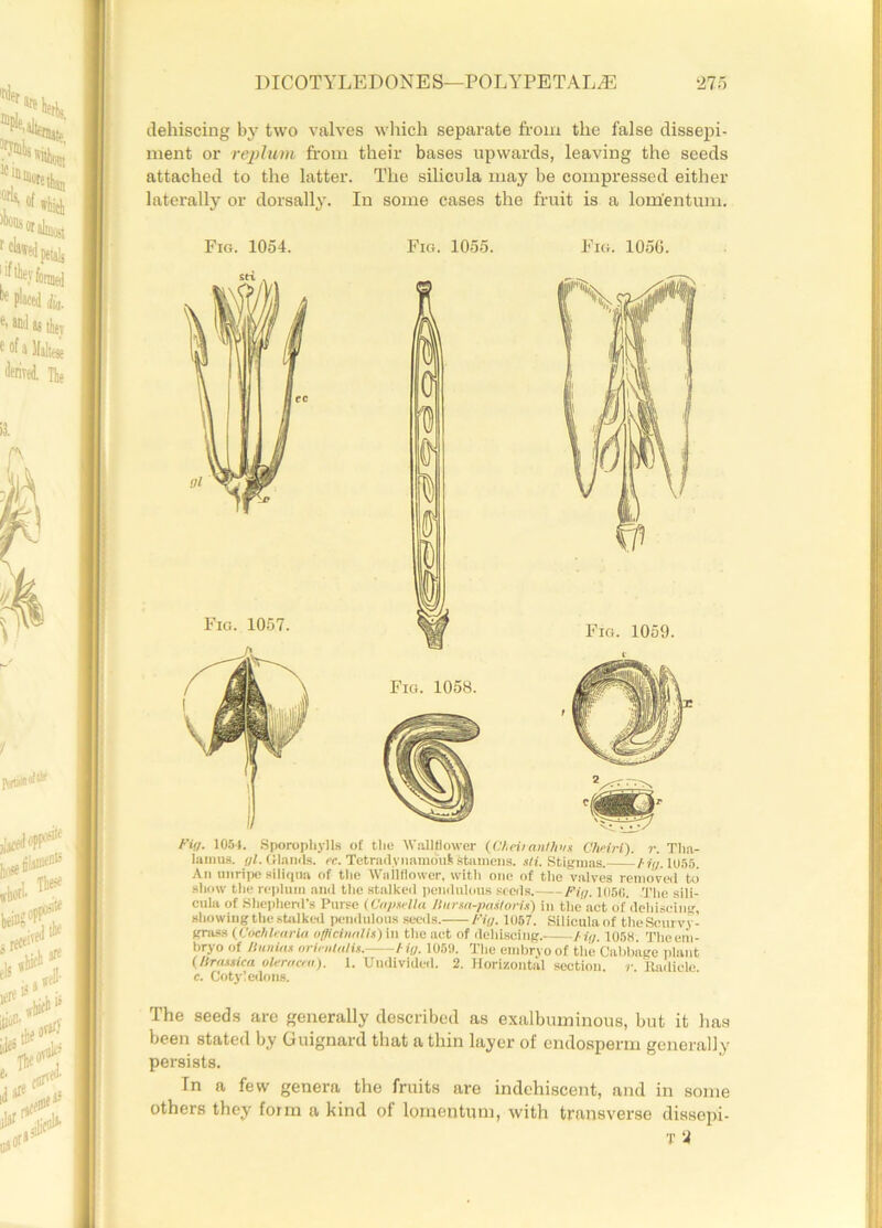 dehiscing by two valves which separate from the false dissepi- ment or replum from their bases upwards, leaving the seeds attached to the latter. The silicula may be compressed either laterally or dorsally. In some cases the fruit is a lom'entum. Fig. 1054. Fig. 1055. Fig. 1056. Fig. 1051. Sporophylls of the Wallflower (Clinianlhut Cheiri). r. Tha- lamus. i/l. Glands, ec. TetradynamouS Stamens, sli. Stigmas. Hg. 1055. An unripe siliqua of the Wallflower, with one of the valves removed to show the replum and the stalked pendulous seeds. Fig. 105G. The sili- cula of Shepherd’s Purse (Ca/tsHla liurm-pailorU) in the act of dehiscing, showing the stalked pendulous seeds. Fig. 1057. Silicula of the Scurvy- grass (CuchlrarUt officinalis) in the act of dehiscing. Hg. 105H. The em- bryo of Huniat orh-nlulit. Hg. 105'.). The embryo of the Cabbage plant (/Iratsica oleracen). 1. Undivided. 2. Horizontal section, r. Radicle c. Cotyledons. The seeds are generally described as exalbuminous, but it has been stated by Guignard that a thin layer of endosperm generally persists. In a few genera the fruits are indehiscent, and in some others they form a kind of lomentum, with transverse dissepi- T a