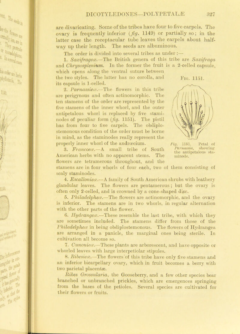 are divaricating. Some of the tribes have four to five carpels. The ovary is frequently inferior {fig. 1149) or partially so; in the latter case the receptacular tube leaves the carpels about half- way up their length. The seeds are albuminous. The order is divided into several tribes as under:— 1. Saxifrages.—The British genera of this tribe are Saxifraga and Chrysosplenium. In the former the fruit is a 2-eelled capsule, which opens along the ventral suture between the two styles. The latter has no corolla, and ]?IG. ngj> its capsule is 1-celled. 2. Parnassieie.—The flowers in this tribe are perigynous and often actinomorphic. The ten stamens of the order are represented by the five stamens of the inner whorl, and the outer antipetalous whorl is replaced by five stand - nodes of peculiar form (fig. 1151). The pistil has from four to five carpels. The obdiplo- stemonous condition of the order must be borne in mind, as the staminodes really represent the properly inner whorl of the andrcecium. 3. Francoea.—A small tribe of South American herbs with no apparent stems. The minoile. flowers are tetramerous throughout, and the stamens are in four whorls of four each, two of them consisting of scaly staminodes. 4. Escalloniea.—A family of South American shrubs with leathery glandular leaves. The flowers are pentamerous; but the ovary is often only 2-celled, and is crowned by a cone-shaped disc. 5. Philadelphea.—The flowers are actinomorphic, and the ovary is inferior. The stamens are in two whorls, in regular alternation with the other parts of the flower. 6. Hydrangea.—These resemble the last tribe, with which they are sometimes included. The stamens differ from those of the Philadelphea in being obdiplostemonous. The flowers of Hydrangea are arranged in a panicle, the marginal ones being sterile. In cultivation all become so. 7. Cunoniea.—These plants are arborescent, and have opposite or whorled leaves with large interpetiolar stipules. 8. Ribesiea.—The flowers of this tribe have only five stamens and an inferior bicarpellary ovary, which in fruit becomes a berry with two parietal placentre. Ribes Grossularia, the Gooseberry, and a few other species bear branched or unbranclied prickles, which are emergences springing from the bases of the petioles. Several species are cultivated for their flowers or fruits.