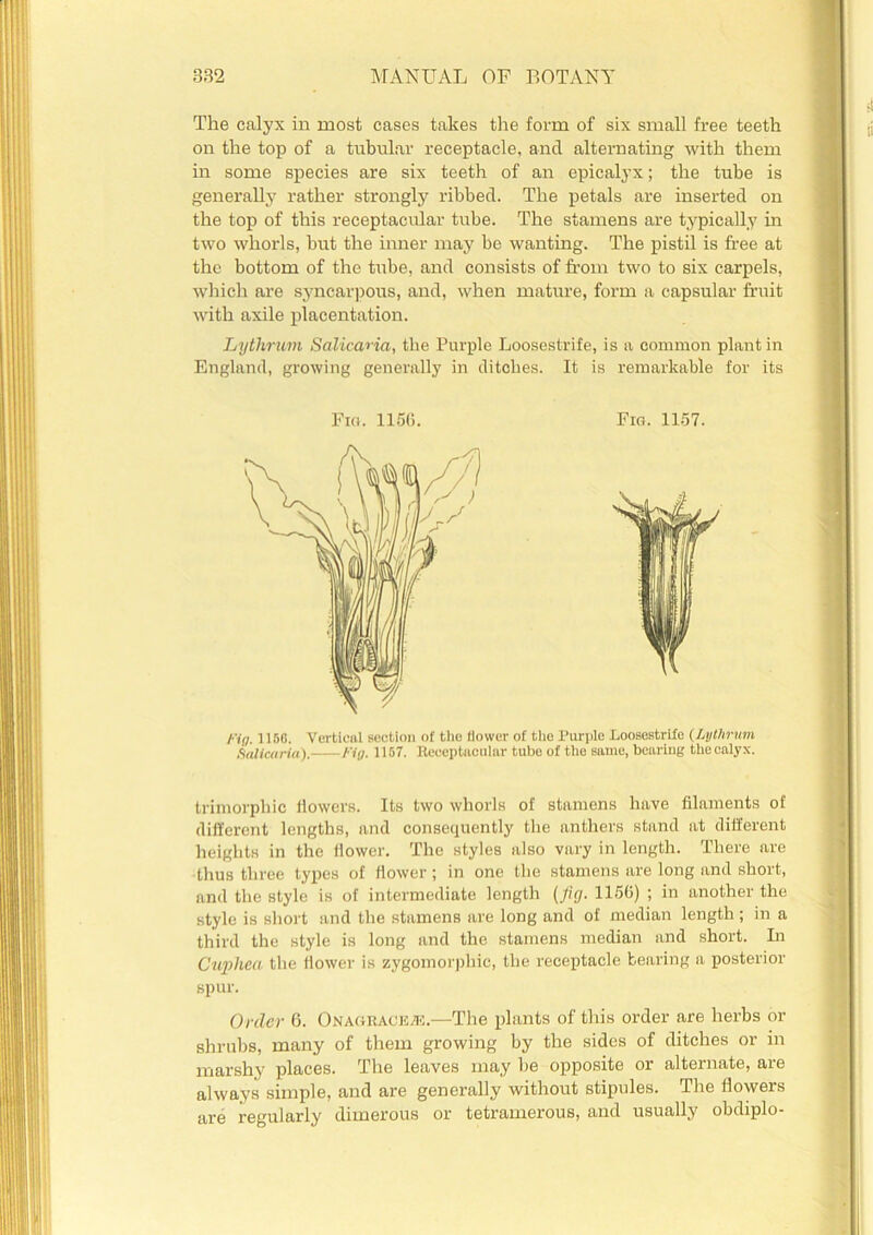 The calyx in most cases takes the form of six small free teeth on the top of a tubular receptacle, and alternating with them in some species are six teeth of an epicalyx; the tube is generally rather strongly ribbed. The petals are inserted on the top of this receptacular tube. The stamens are typically in two whorls, hut the inner may be wanting. The pistil is free at the bottom of the tube, and consists of from two to six carpels, which are syncarpous, and, when mature, form a capsular fruit with axile placentation. Lythrum Salicaria, the Purple Loosestrife, is a common plant in England, growing generally in ditches. It is remarkable for its Fill. 1150. Vertical section of the flower of the Purple Loosestrife (Lythrum Salicaria). Fig. 1157. Receptacular tube of the same, bearing the calyx. trimorpliic flowers. Its two whorls of stamens have filaments of different lengths, and consequently the anthers stand at different heights in the flower. The styles also vary in length. There are thus three types of flower; in one the stamens are long and short, and the style is of intermediate length (fig. 1156) ; in another the style is short and the stamens are long and of median length; in a third the style is long and the stamens median and short. In Cuphea the flower is zygomorphic, the receptacle bearing a posterior spur. shrubs, many of them growing by the sides of ditches or in marshy places. The leaves may be opposite or alternate, are always simple, and are generally without stipules. The flowers are regularly dimerous or tetramerous, and usually obdiplo-