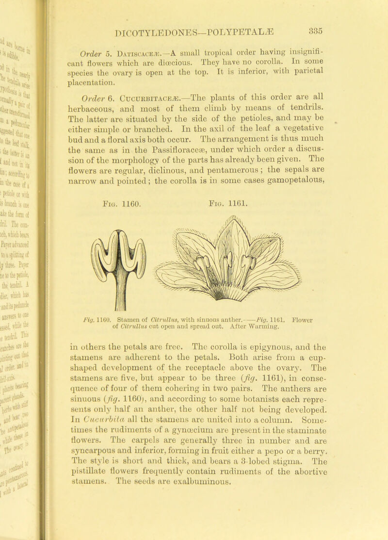 Order 5. Datiscace/’e.—A small tropical order having insignifi- cant flowers which are dioecious. They have no corolla. In some species the ovary is open at the top. It is inferior, with parietal placentation. Order 6. Cucurbitacea:.—The plants of this order are all herbaceous, and most of them climb by means of tendrils. The latter are situated by the side of the petioles, and may be either simple or branched. In the axil of the leaf a vegetative bud and a floral axis both occur. The arrangement is thus much the same as in the Passifloracese, under which order a discus- sion of the morphology of the parts has already been given. The flowers are regular, diclinous, and pentamerous ; the sepals are narrow and pointed; the corolla is in some cases gamopetalous, Fig. 11G0. Fig. 1161. Fig. 1160. Stamen of Citrullus, with sinuous anther. Fig. 1161. Flower of Citrullus cut open and spread out. After Warming. in others the petals are free. The corolla is epigynous, and the stamens are adherent to the petals. Both arise from a cup- shaped development of the receptacle above the ovary. The stamens are five, but appear to be three (fig. 1161), in conse- quence of four of them cohering in two pairs. The anthers are sinuous (fig. 1160;, and according to some botanists each repre- sents only half an anther, the other half not being developed. In Cucurbila all the stamens are united into a column. Some- times the rudiments of a gynceeium are present in the staminate flowers. The carpels are generally three in number and are syncarpous and inferior, forming in fruit either a pepo or a berry. The style is short and thick, and bears a 3-lobecl stigma. The pistillate flowers frequently contain rudiments of the abortive stamens. The seeds are exalbuminous.