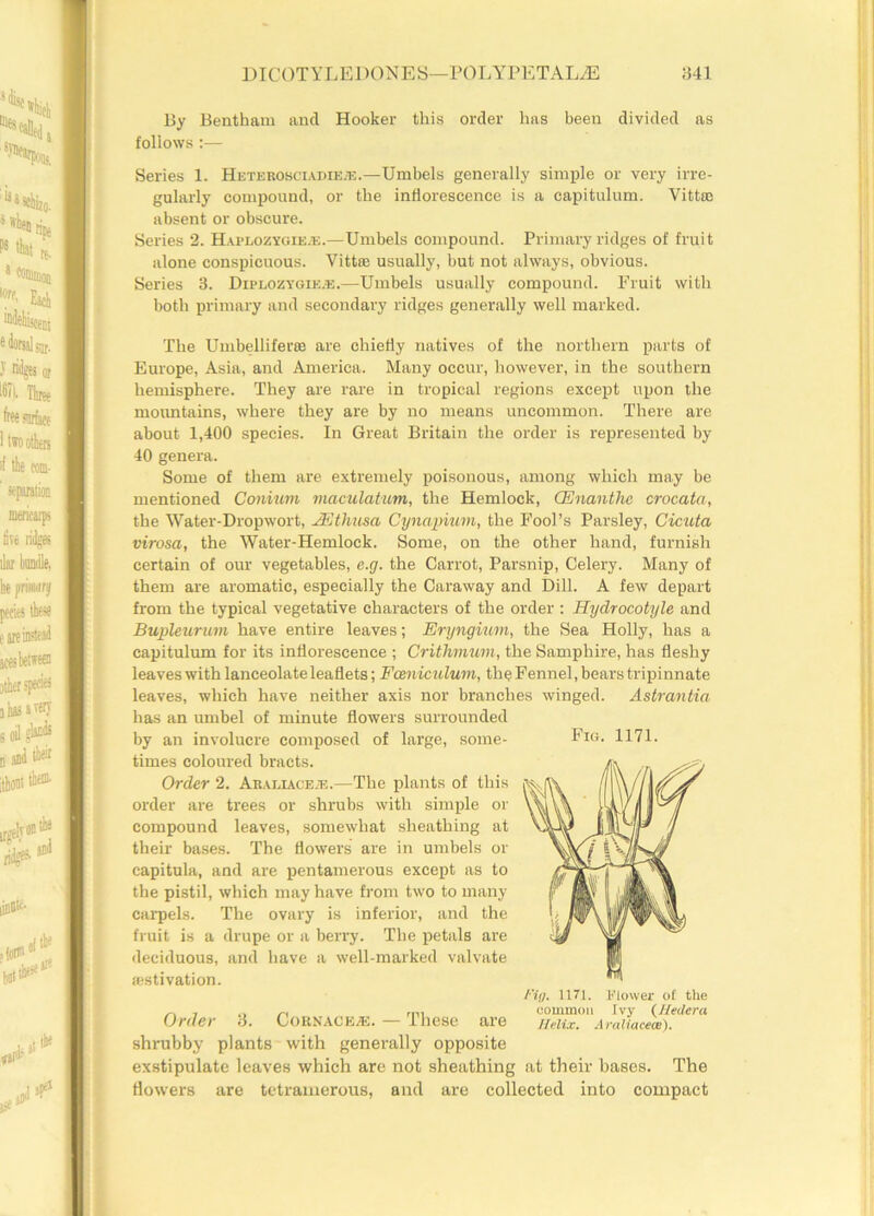 By Bentham and Hooker this order has been divided as follows:— Series 1. Heterosciadieje.—Umbels generally simple or very irre- gularly compound, or the inflorescence is a capitulum. Vittsc absent or obscure. Series 2. Haplozygie2E.—Umbels compound. Primary ridges of fruit alone conspicuous. Yittse usually, but not always, obvious. Series 3. Diplozygik.e.—Umbels usually compound. Fruit with both primary and secondary ridges generally well marked. The UmbelliferK! are chiefly natives of the northern parts of Europe, Asia, and America. Many occur, however, in the southern hemisphere. They are rare in tropical regions except upon the mountains, where they are by no means uncommon. There are about 1,400 species. In Great Britain the order is represented by 40 genera. Some of them are extremely poisonous, among which may be mentioned Comum maculatum, the Hemlock, CEnanthc crocata, the Water-Dropwort, JEthusa Cynapium, the Fool’s Parsley, Cicuta virosa, the Water-Hemlock. Some, on the other hand, furnish certain of our vegetables, e.g. the Carrot, Parsnip, Celery. Many of them are aromatic, especially the Caraway and Dill. A few depart from the typical vegetative characters of the order : Hydrocotyle and Bupleurum have entire leaves; Eryngium, the Sea Holly, has a capitulum for its inflorescence ; Crithmum, the Samphire, has fleshy leaves with lanceolate leaflets; Fceniculum, the Fennel, bears tripinnate leaves, which have neither axis nor branches winged. Astrantia has an umbel of minute flowers surrounded by an involucre composed of large, some- times coloured bracts. Order 2. Araliacete.—The plants of this order are trees or shrubs with simple or compound leaves, somewhat sheathing at their bases. The flowers are in umbels or capitula, and are pentamerous except as to the pistil, which may have from two to many carpels. The ovary is inferior, and the fruit is a drupe or a berry. The petals are deciduous, and have a well-marked valvate aestivation. Order 3. Cornace®. — These are shrubby plants with generally opposite exstipulate leaves which are not sheathing at their bases. The flowers are tetramerous, and are collected into compact Fig. 1171. Fig, 1171. Flower ot the common Ivy (Hedera Helix. Araliaeece).