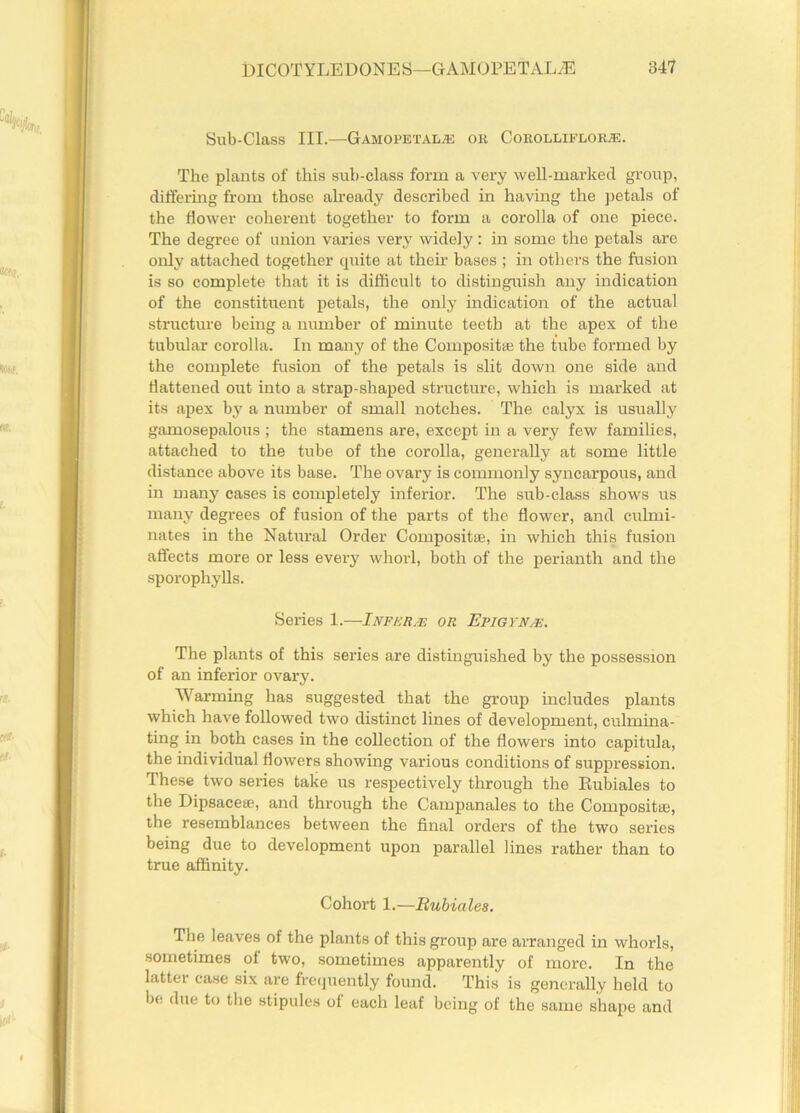Sub-Class III.—Gamopetal^e or Cokolliflor/E. The plants of this sub-class form a very well-marked group, differing from those already described in having the petals of the flower coherent together to form a corolla of one piece. The degree of union varies very widely: in some the petals are only attached together quite at their bases ; in others the fusion is so complete that it is difficult to distinguish any indication of the constituent petals, the only indication of the actual structure being a number of minute teeth at the apex of the tubular corolla. In many of the Compositse the tube formed by the complete fusion of the petals is slit down one side and dattened out into a strap-shaped structure, which is marked at its apex by a number of small notches. The calyx is usually gamosepalous ; the stamens are, except in a very few families, attached to the tube of the corolla, generally at some little distance above its base. The ovary is commonly syncarpous, and in many cases is completely inferior. The sub-class shows us many degrees of fusion of the parts of the dower, and culmi- nates in the Natural Order Compositse, in which this fusion affects more or less every whorl, both of the perianth and the sporophylls. Series 1.—Inferas or Epigvna:. The plants of this series are distinguished by the possession of an inferior ovary. Warming has suggested that the group includes plants which have followed two distinct lines of development, culmina- ting in both cases in the collection of the dowers into capitula, the individual dowers showing various conditions of suppression. These two series take us respectively through the Rubiales to the Dipsace®, and through the Campanales to the Composite, the resemblances between the dnal orders of the two series being due to development upon parallel lines rather than to true affinity. Cohort 1.—Rubiales. The leaves of the plants of this group are arranged in whorls, sometimes of two, sometimes apparently of more. In the latter case six are frequently found. This is generally held to be due to the stipules of each leaf being of the same shape and