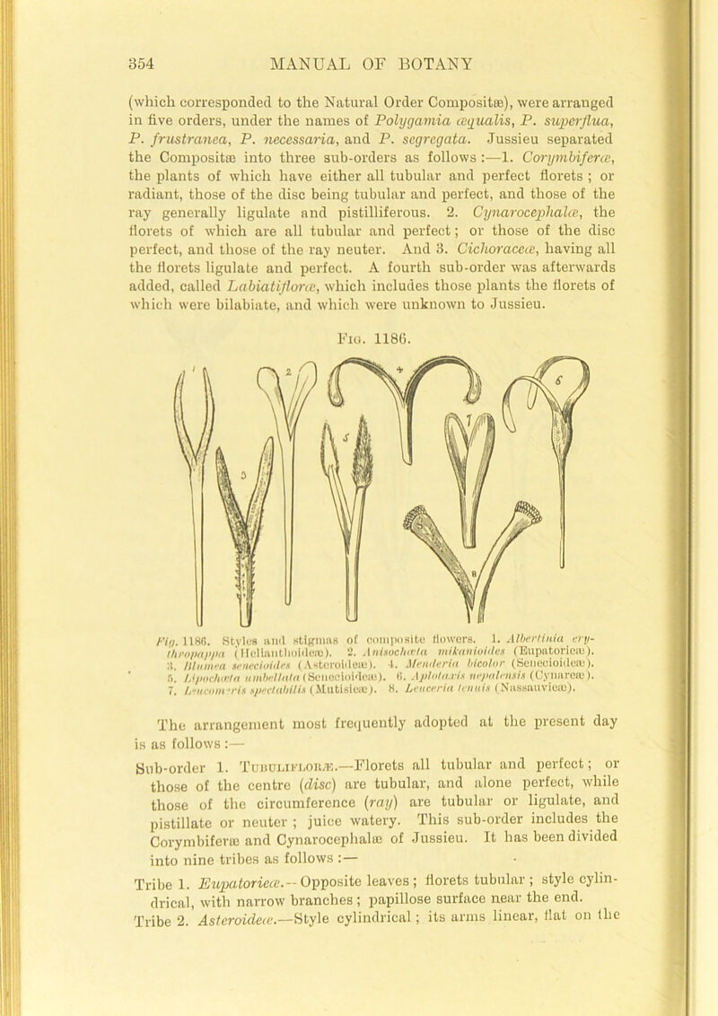 (which corresponded to the Natural Order Compositte), were arranged in five orders, under the names of Polygamia cequalis, P. sicperflua, P. frustranea, P. necessaria, and P. scgregata. Jussieu separated the Composite into three sub-orders as follows :—1. Corymbiferce, the plants of which have either all tubular and perfect florets ; or radiant, those of the disc being tubular and perfect, and those of the ray generally ligulate and pistilliferous. 2. Cynarocephalce, the florets of which are all tubular and perfect; or those of the disc perfect, and those of the ray neuter. And 3. Ciclioracece, having all the florets ligulate and perfect. A fourth sub-order was afterwards added, called Labiatiflonc, which includes those plants the florets of which were bilabiate, and which were unknown to Jussieu. Fio. 118(5. /■'in. U8G. Stylos ami stigmas of composite flowers. 1. Albertinia cry- /hropa/i/ia (Holiniitlioldere). 2. Anitochtela mikanioMes (Eupatorieai). :s. /II ii in a tenecloides ( Asteroid eic). 1. Memlerin bicolor (Seneoioidew). ft. U/iochicIn iiinbellnln (Seuooioidcie). ii. Apluln.rh nejialnisi.i (Cymircte). 7. /.“iicotifrin tpertahilit (Mutisieffi). H. Leuceria Icnuh (Nassnuviero). The arrangement most frequently adopted at the present day is as follows:— Sub-order 1. Tubuliflob®.—Florets all tubular and perfect; or those of the centre (disc) are tubular, and alone perfect, while those of the circumference (ray) are tubular or ligulate, and pistillate or neuter; juice watery. This sub-order includes the Corymbifera; and Cynarocephalm of Jussieu. It has been divided into nine tribes as follows :— Tribe 1. Eupatoriece.- Opposite leaves; florets tubular; style cylin- drical, with narrow branches ; papillose surface near the end. Tribe 2. Aslcroideic.—Style cylindrical; its arms linear, flat on (lie