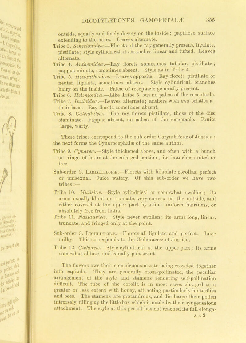 outside, equally and finely downy on the Inside ; papillose surface extending to the hairs. Leaves alternate. Tribe 3. Scnecionidea.—Florets of the ray generally present, ligulate, pistillate ; style cylindrical, its branches linear and tufted. Leaves alternate. Tribe 4. Anthemidecc.—Ray florets sometimes tubular, pistillate ; pappus minute, sometimes absent. Style as in Tribe 4. Tribe 5. Helicmthoidece.— Leaves opposite. Ray florets pistillate or neuter, ligulate, sometimes absent. Style cylindrical, branches hairy on the inside. Pale® of receptacle generally present. Tribe 6. Helenioidea.—Like Tribe 5, but no pale® of the receptacle. Tribe 7. Inuloideat.—Leaves alternate; anthers with two bristles a their base. Ray florets sometimes absent. Tribe 8. Calendulece.—The ray florets pistillate, those of the disc staminate. Pappus absent, no pale® of the receptacle. Fruits large, warty. These tribes correspond to the sub-order Corymbifer® of Jussieu ; the next forms the Cynarocephal® of the same author. Tribe 9. Cynarece.—Style thickened above, and often with a bunch or ringe of hairs at the enlarged portion ; its branches united or free. Sub-order 2. Lariatiflor/E.—Florets with bilabiate corollas, perfect or unisexual. Juice watery. Of this sub-order we have two tribes:— Tribe 10. Mutisiece.—Style cylindrical or somewhat swollen; its arms usually blunt or truncate, very convex on the outside, and either covered at the upper part by a fine uniform hairiness, or absolutely free from hairs. Tribe 11. Nassauviecc Style never swollen; its arms long, linear. truncate, and fringed only at the point. Sub-order 3. Liguliflor.e.—Florets all ligulate and perfect. Juice milky. This corresponds to the Cichorace® of Jussieu. Tribe 12. Cichorece.— Style cylindrical at the upper part; its arms somewhat obtuse, and equally pubescent. The flowers owe their conspicuousness to being crowded together into capitula. They are generally cross-pollinated, the peculiar arrangement of the style and stamens rendering self-pollination difficult. The tube of the corolla is in most eases charged to a greater or less extent with honey, attracting particularly butterflies and bees. The stamens are protandrous, and discharge their pollen introrsely, filling up the little box which is made by their syngenesious attachment. The style at this period has not reached its full elonga- a a 2