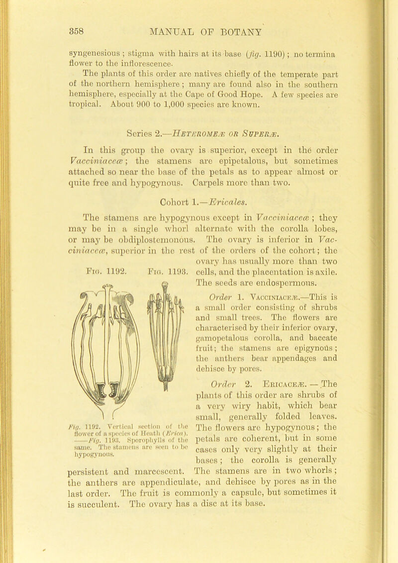 syngenesious ; stigma with hairs at its base (fig. 1190); no termina flower to the inflorescence. The plants of this order are natives chiefly of the temperate part of the northern hemisphere; many are found also in the southern hemisphere, especially at the Cape of Good Hope. A few species are tropical. About 900 to 1,000 species are known. Series 2.—Heteromeje or Super.*:. In this group the ovary is superior, except in the order Vacciniacece; the stamens are epipetalous, but sometimes attached so near the base of the petals as to appear almost or quite free and hypogynous. Carpels more than two. Cohort 1.—Eric ales. Fio. 1192. The stamens are hypogynous except in Vacciniacecc ; they may be in a single whorl alternate with the corolla lobes, or may be obdiplostcmonous. The ovary is inferior in Vac- ciniacece, superior in the rest of the orders of the cohort; the ovary has usually more than two Fin. 1193. cells, and the plaeentation is axile. The seeds are endospcrmous. Order 1. Vacoiniace/e.—This is a small order consisting of shrubs and small trees. The flowers are characterised by their inferior ovary, gamopetalous corolla, and baccate fruit; the stamens are epigynous; the anthers bear appendages and dehisce by pores. Order 2. Ericaceae. — The plants of this order are shrubs of a very wiry habit, which bear small, generally folded leaves. The (lowers are hypogynous; the petals are coherent, but in some cases only very slightly at their bases; the corolla is generally _ _ The stamens are in two whorls ; the anthers are appendiculate, and dehisce by pores as in the last order. The fruit is commonly a capsule, but sometimes it is succulent. The ovary has a disc at its base. Fin. 1192. Vertical section of tlie flower of a species of Heath ( Erica). Pig. 11!):!. SporophyllB of the same. The stamens are seen to he hypogynous. persistent and marcescent.