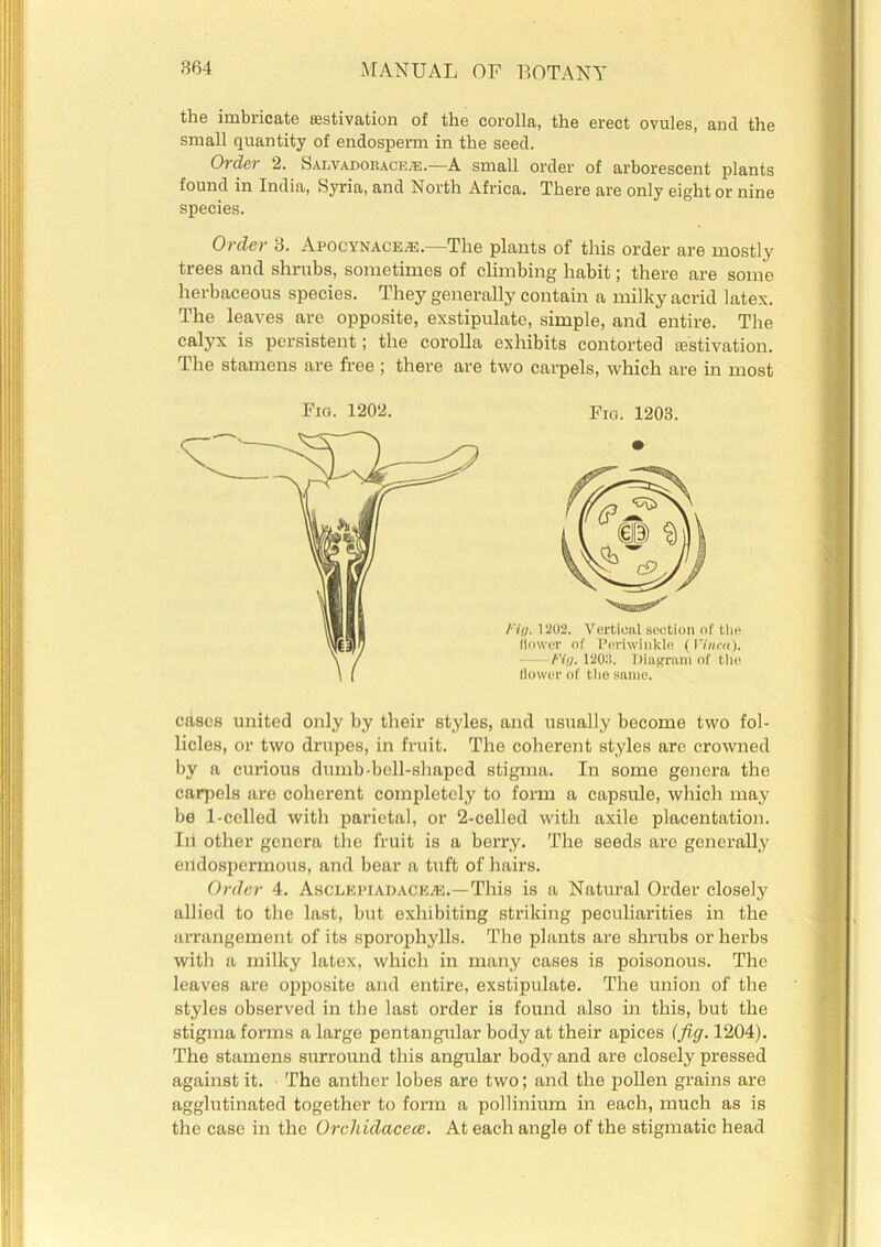 the imbricate aestivation of the corolla, the erect ovules, and the small quantity of endosperm in the seed. Oi do 2. Salvadokacea:.—A small order of arborescent plants found in India, Syria, and North Africa. There are only eight or nine species. Order 3. Apocynace^e.—The plants of this order are mostly trees and shrubs, sometimes of climbing habit; there are some herbaceous species. They generally contain a milky acrid latex. The leaves are opposite, exstipulatc, simple, and entire. The calyx is persistent; the corolla exhibits contorted aestivation. The stamens are free ; there are two carpels, which are in most Fio. 1202. Fig. 1203. Fig. 1202. Vertical section of the flower of Periwinkle (Vitim). Fig. 1202. Diagram of the (lower of the same. cases united only by their styles, and usually become two fol- licles, or two drupes, in fruit. The coherent styles are crowned by a curious dumb-boll-shaped stigma. In some genera the carpels are coherent completely to form a capsule, which may be 1-celled with parietal, or 2-celled with axile placentation. In other genera the fruit is a berry. The seeds are generally eildospermous, and bear a tuft of hairs. Order 4. Asclepiadaceac.—This is a Natural Order closely allied to the last, but exhibiting striking peculiarities in the arrangement of its sporophylls. The plants are shrubs or herbs with a milky latex, which in many cases is poisonous. The leaves are opposite and entire, exstipulate. The union of the styles observed in the last order is found also in this, but the stigma forms a large pentangular body at their apices {fig. 1204). The stamens surround this angular body and are closely pressed against it. The anther lobes are two; and the pollen grains are agglutinated together to form a pollinium in each, much as is the case in the Orchidacece. At each angle of the stigmatic head