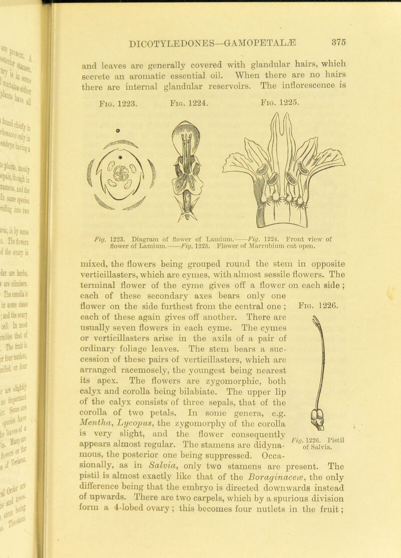 and leaves are generally covered with glandular hairs, which secrete an aromatic essential oil. When there are no hairs there are internal glandular reservoirs. The inflorescence is Fig. 1223. Fig. 1224. Fig. 1225. Fig. 1223. Diagram o£ flower of Lamium. Fig. 1224. Front view of flower of Lamium. Fig. 1225. Flower of Marrubium cut open. mixed, the flowers being grouped round the stem in opposite verticillasters, which are cymes, with almost sessile flowers. The terminal flower of the cyme gives off a flower on each side ; each of these secondary axes bears only one flower on the side furthest from the central one ; Fig. 1226. each of these again gives off another. There are usually seven flowers in each cyme. The cymes or verticillasters arise in the axils of a pair of ordinary foliage leaves. The stem bears a suc- cession of these pairs of verticillasters, which are arranged racemosely, the youngest being nearest its apex. The flowers are zygomorphic, both calyx and corolla being bilabiate. The upper lip of the calyx consists' of three sepals, that of the corolla of two petals. In some genera, e.g. Mentha, Lycopus, the zygomorphy of the corolla is very slight, and the flower consequently _ appears almost regular. The stamens are didyna- 1 ^o^saivia?^11 mous, the posterior one being suppressed. Occa- sionally, as in Salvia, only two stamens are present. The pistil is almost exactly like that of the Boraginacece, the only difference being that the embryo is directed downwards instead of upwards. There are two carpels, which by a spurious division form a 4-lobed ovary ; this becomes four nutlets in the fruit;