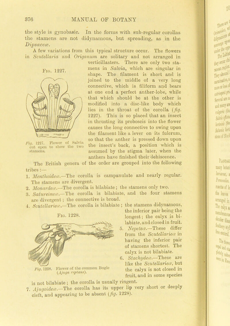 Fig. 1227. the style is gynobasic. In the forms with sub-regular corollas the stamens are not didynamous, but spreading, as in the Dipsacece. A few variations from this typical structure occur. The flowers in Scutellaria and Origanum are solitary and not arranged in verticillasters. There are only two sta- mens in Salvia, which are singular in shape. The filament is short and is joined to the middle of a very long connective, which is filiform and bears at one end a perfect anther-lobe, while that which should be at the other is modified into a disc-like body which lies in the throat of the corolla (fig. 1227). This is so placed that an insect in thrusting its proboscis into the flower causes the long connective to swing upon the filament like a lever on its fulcrum, so that the anther is pressed down upon the insect’s back, a position which is assumed by the stigma later, when the anthers have finished their dehiscence. The British genera of the order are grouped into the following tribes :— 1. Menthoidece.—lhe corolla is campanulate and nearly regular. The stamens are divergent. 2. Monarchic.—The corolla is bilabiate; the stamens only two. 3. Satureinece.—The corolla is bilabiate, and the four stamens are divergent; the connective is broad. 4. Scutellariece.—The corolla is bilabiate ; the stamens didynamous, the inferior pair being the longest; the calyx is bi- labiate, and closed in fruit. 5. Ncpetcic.—These differ from the Scutellariece in having the inferior pair of stamens shortest. The calyx is not bilabiate. 6. Stachydece.—These are like the Scutellariae, but the calyx is not closed in fruit, and in some species is not bilabiate ; the corolla is usually ringent. 7. Ajugoidea.—The corolla has its upper lip very short or deeply cleft, and appearing to be absent (fig. 1228). Fio. 1228. Fij. 1228. Flower of the common Bugle (Ajuga replans).